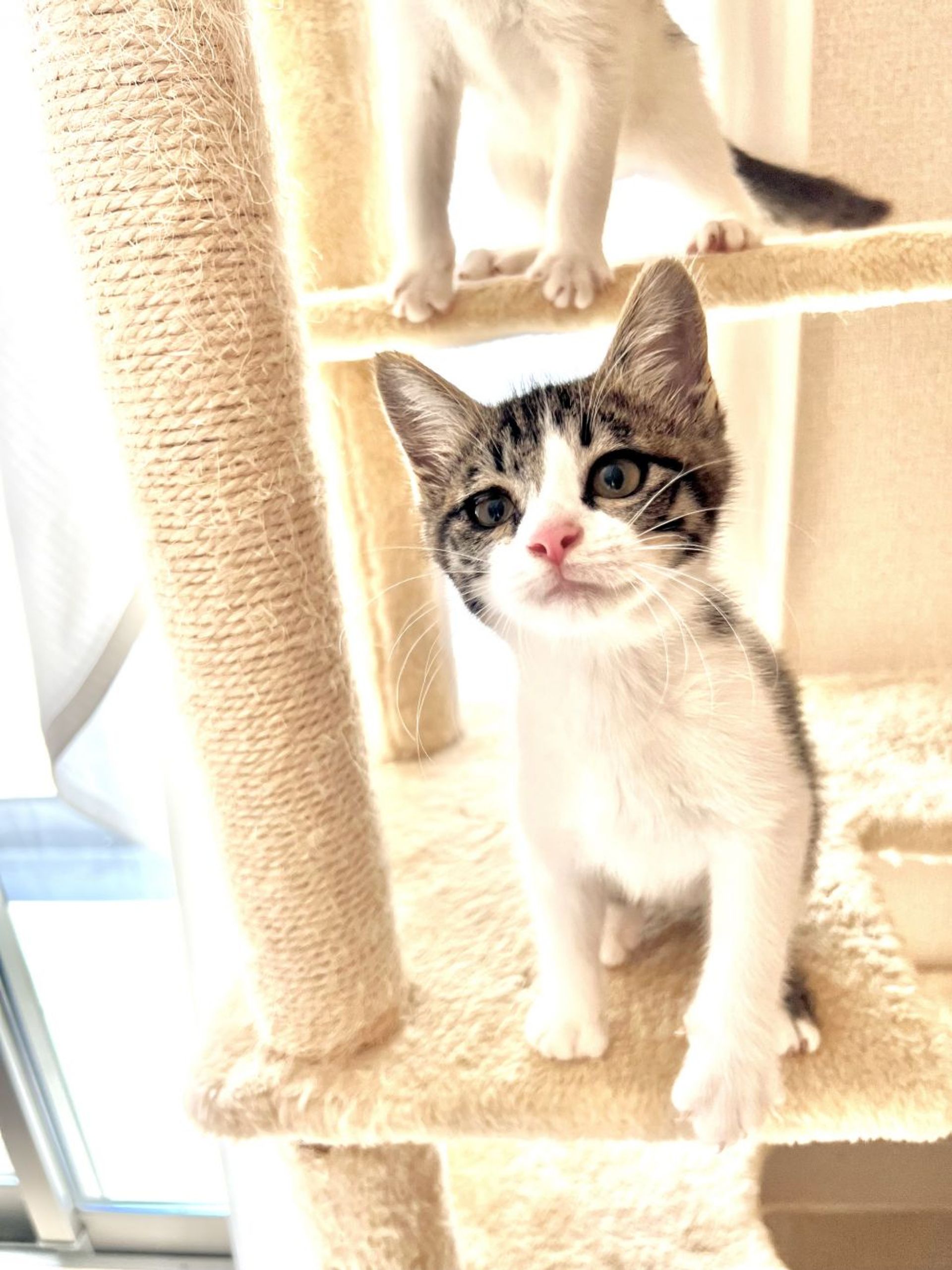 雑種（ミックス猫）・オスの里親募集の写真