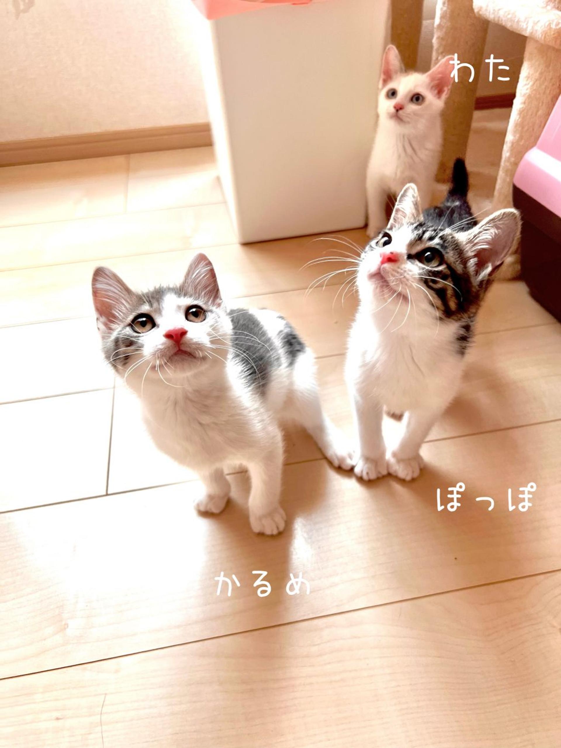 pet-image-3
