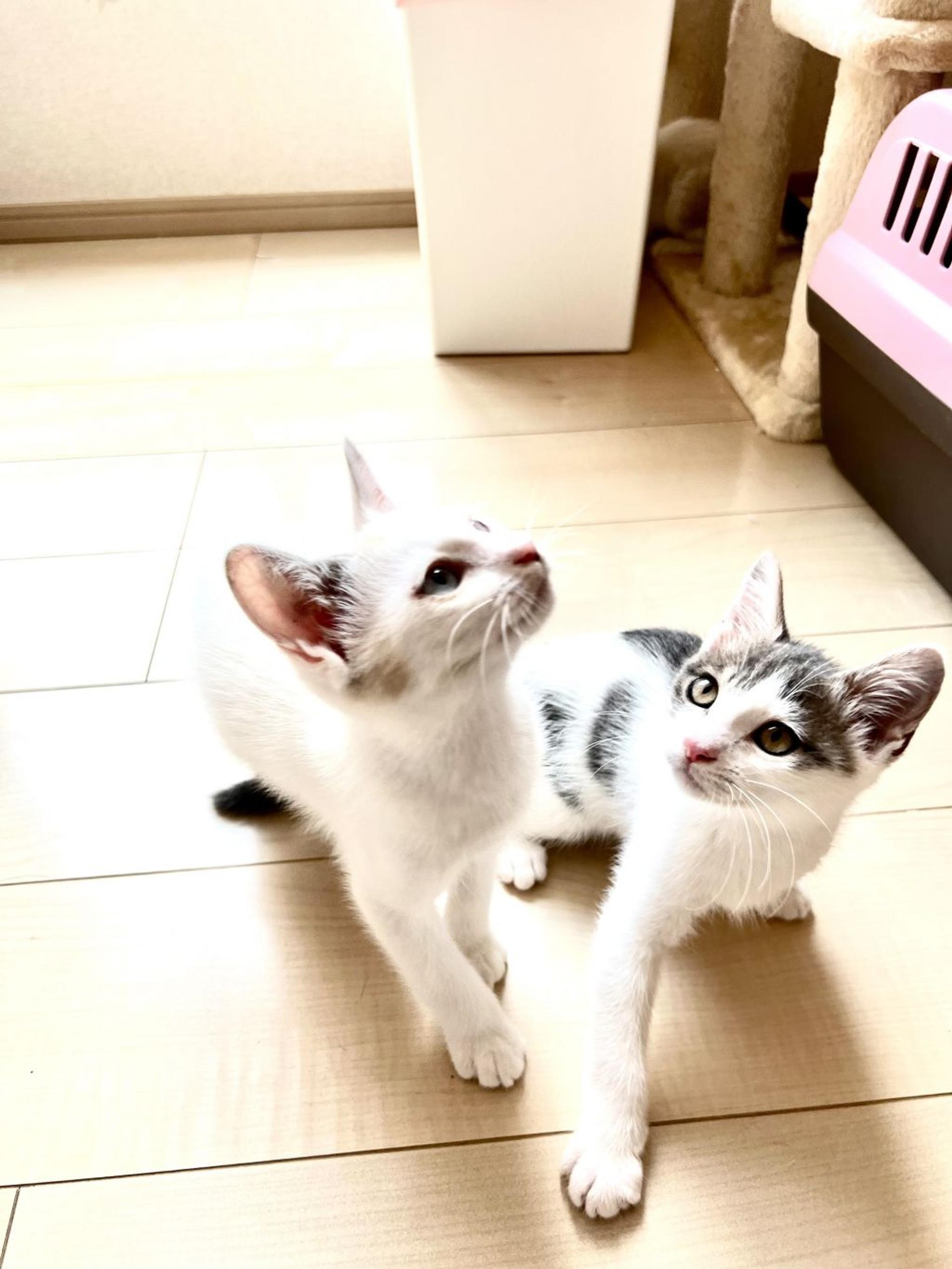 pet-image-5