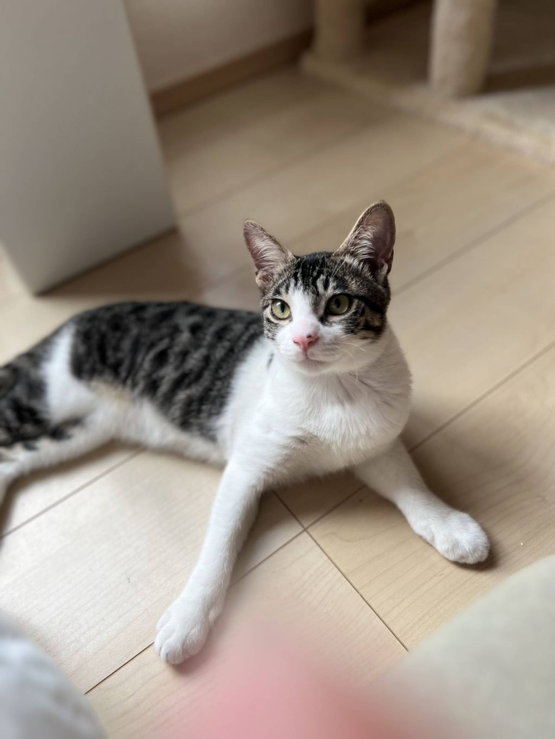 雑種（ミックス猫）・オスの里親募集の写真