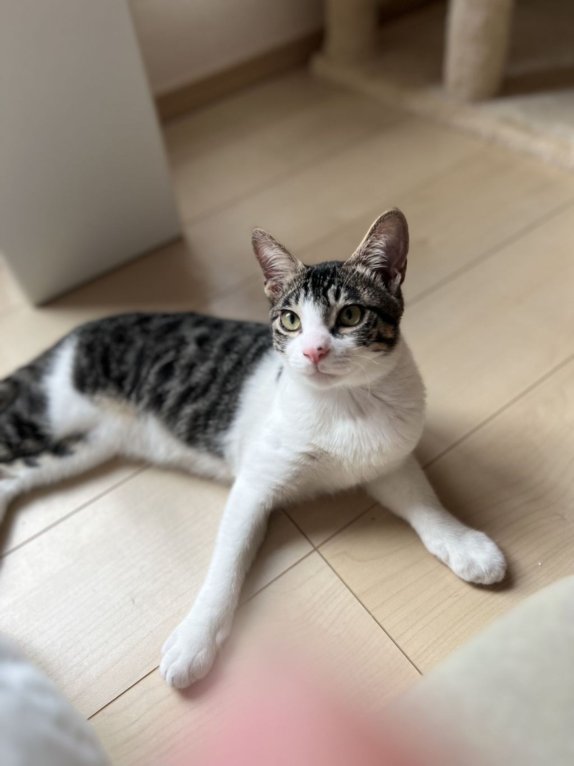 雑種（ミックス猫）・オスの里親募集の写真