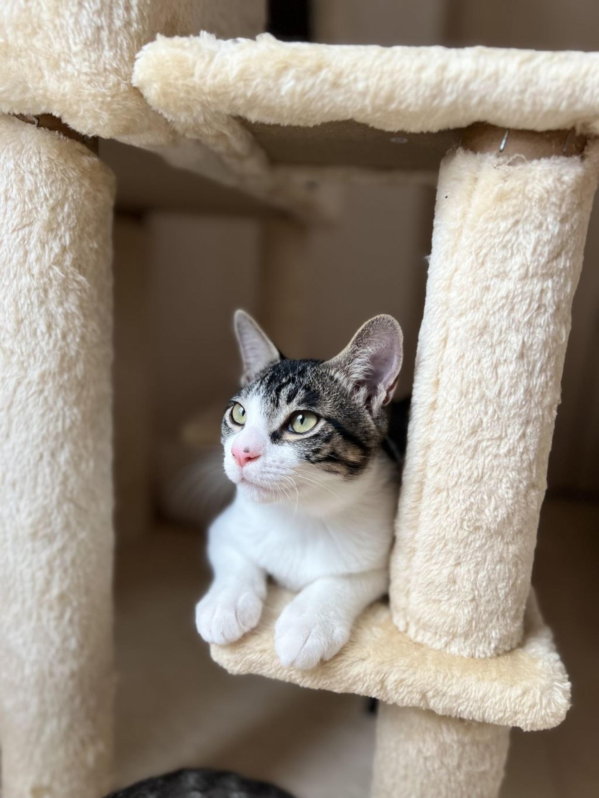 pet-image-3