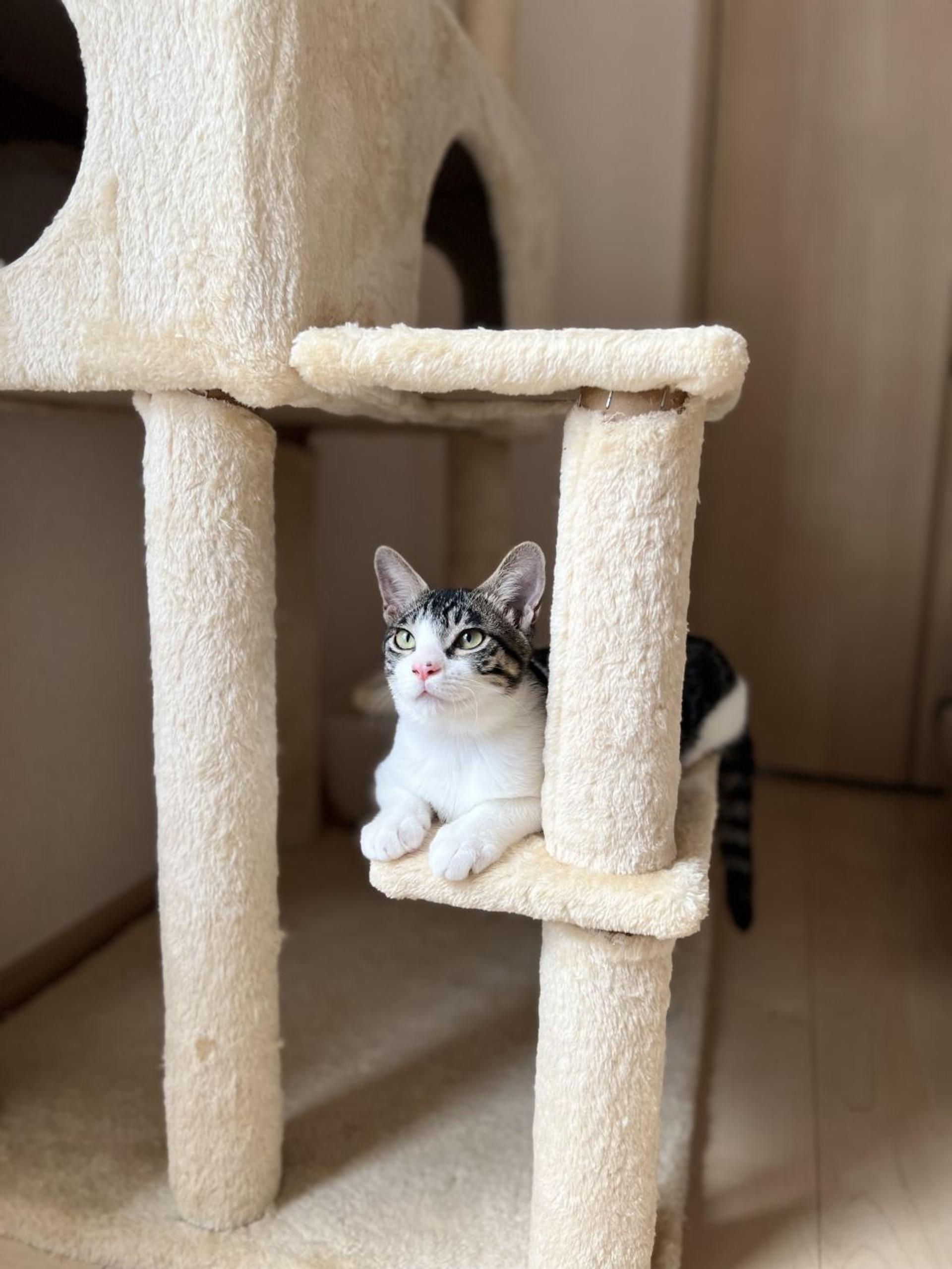 pet-image-5