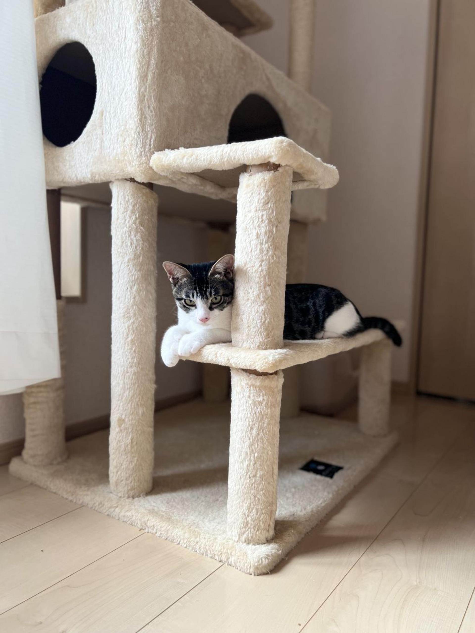 pet-image-7
