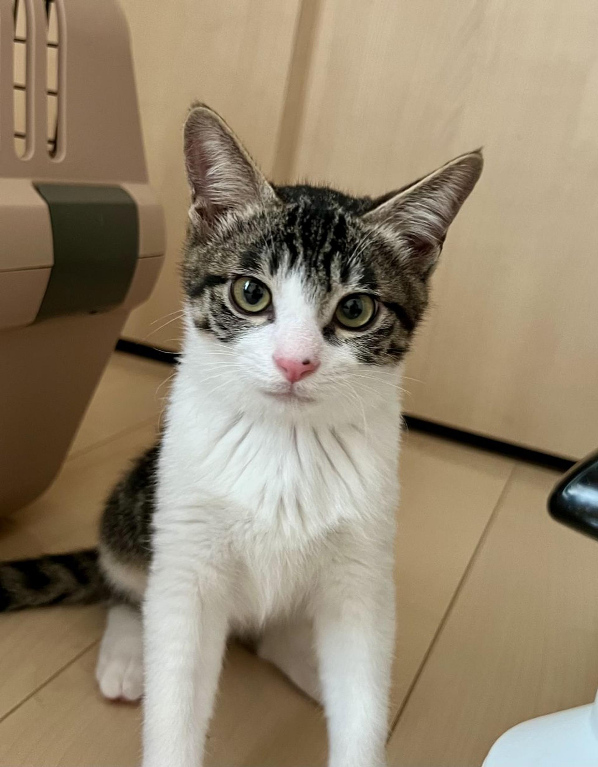 pet-image-9