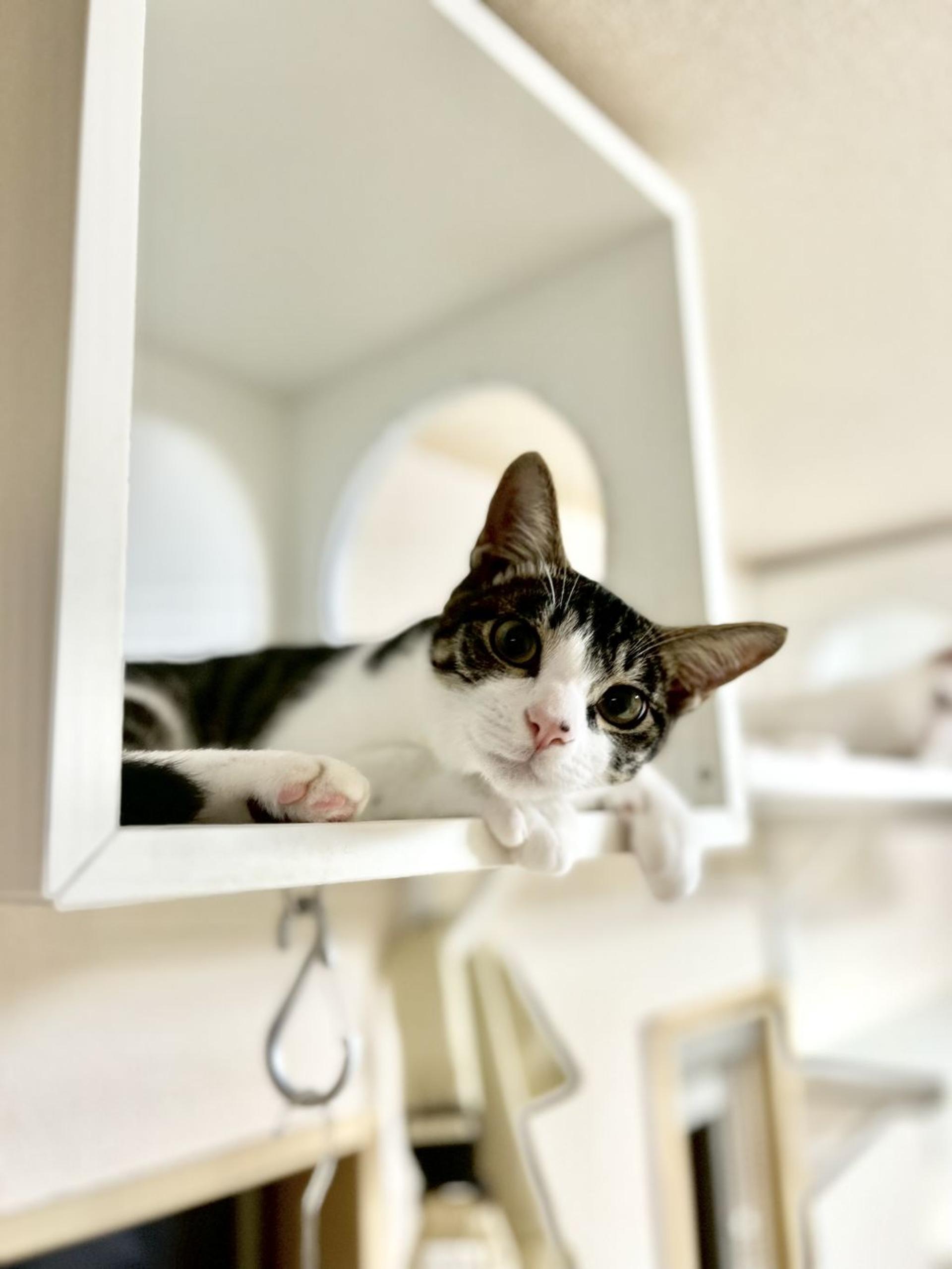 pet-image-4