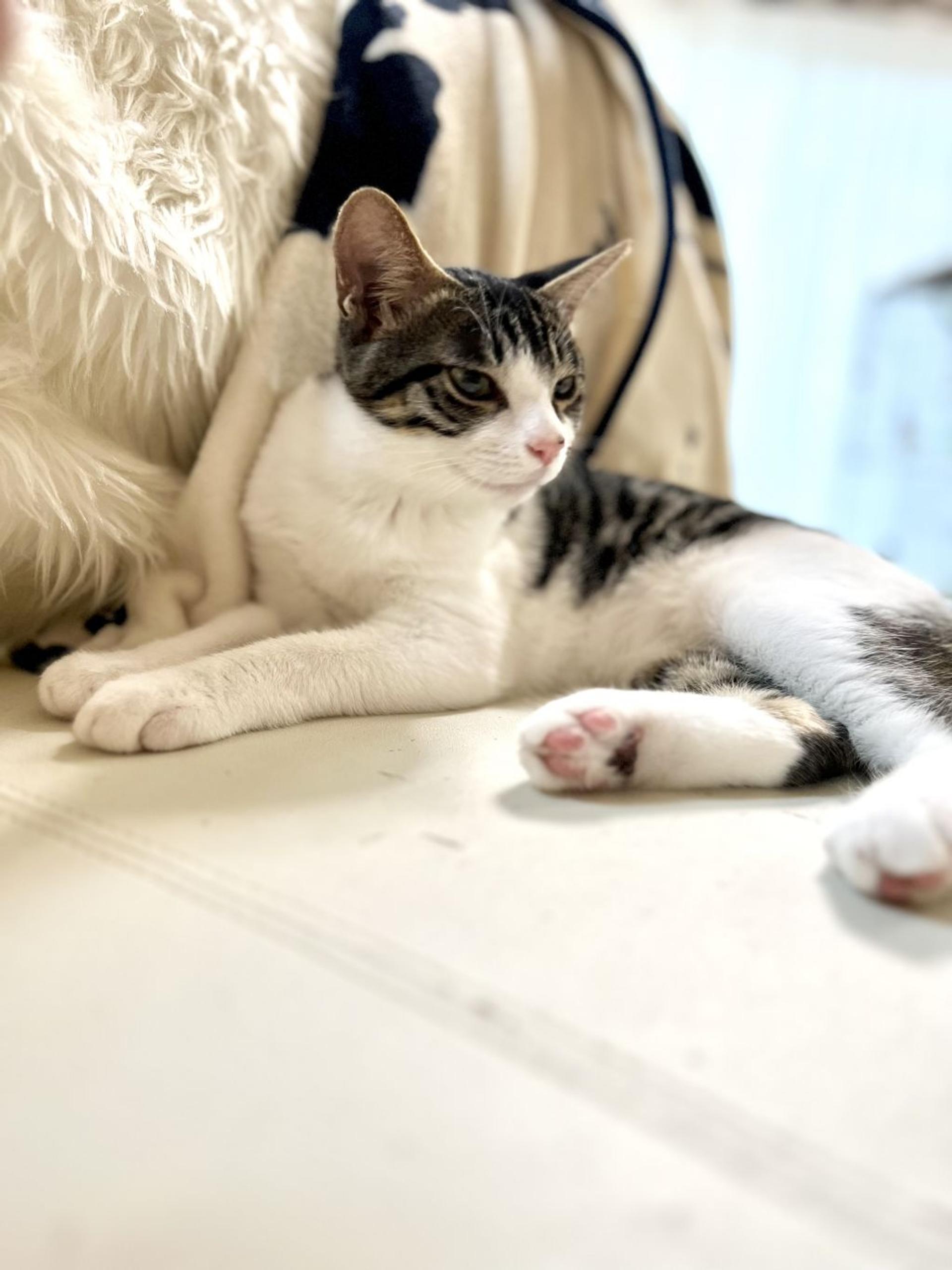 pet-image-8