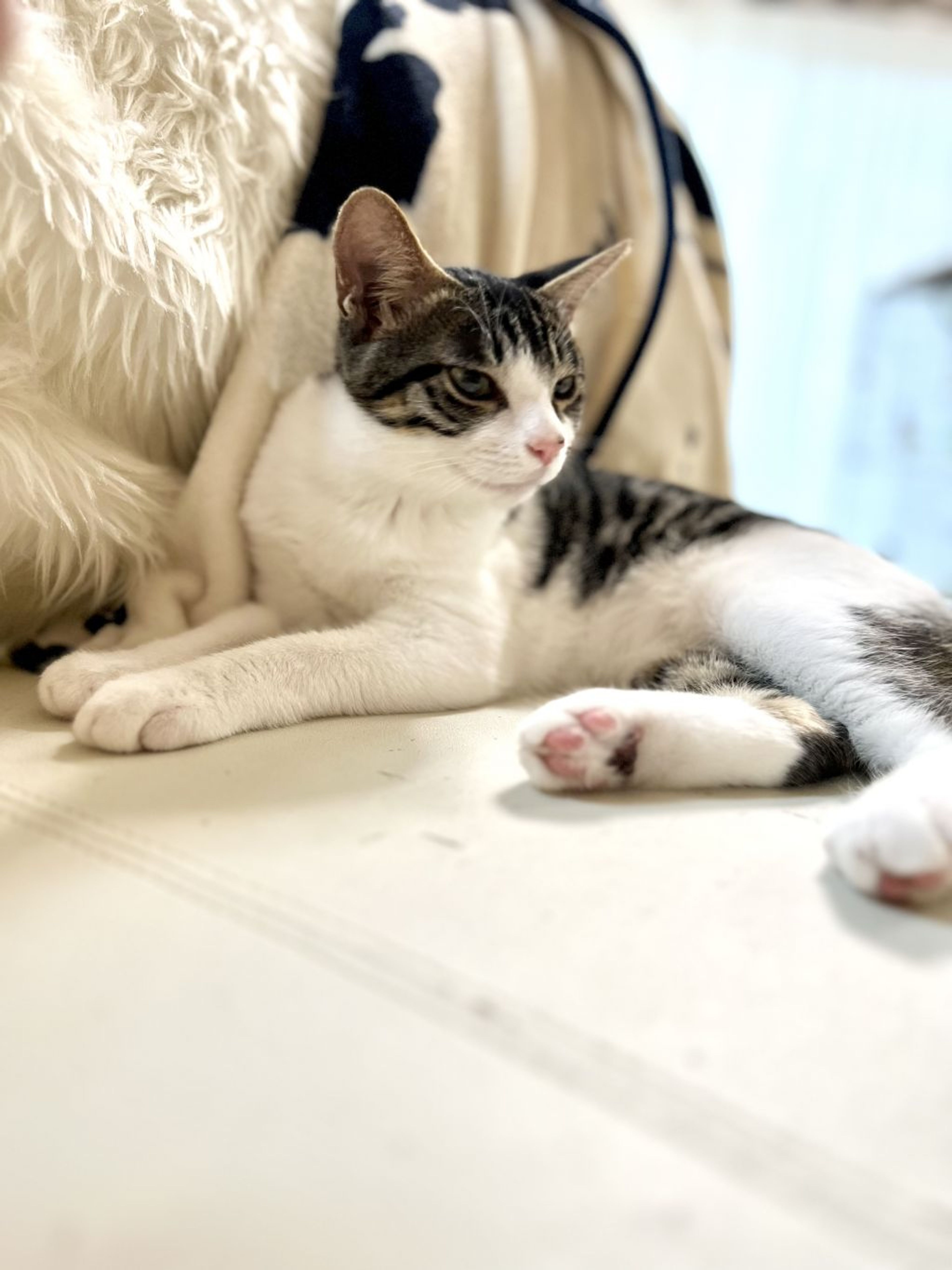 pet-image-8