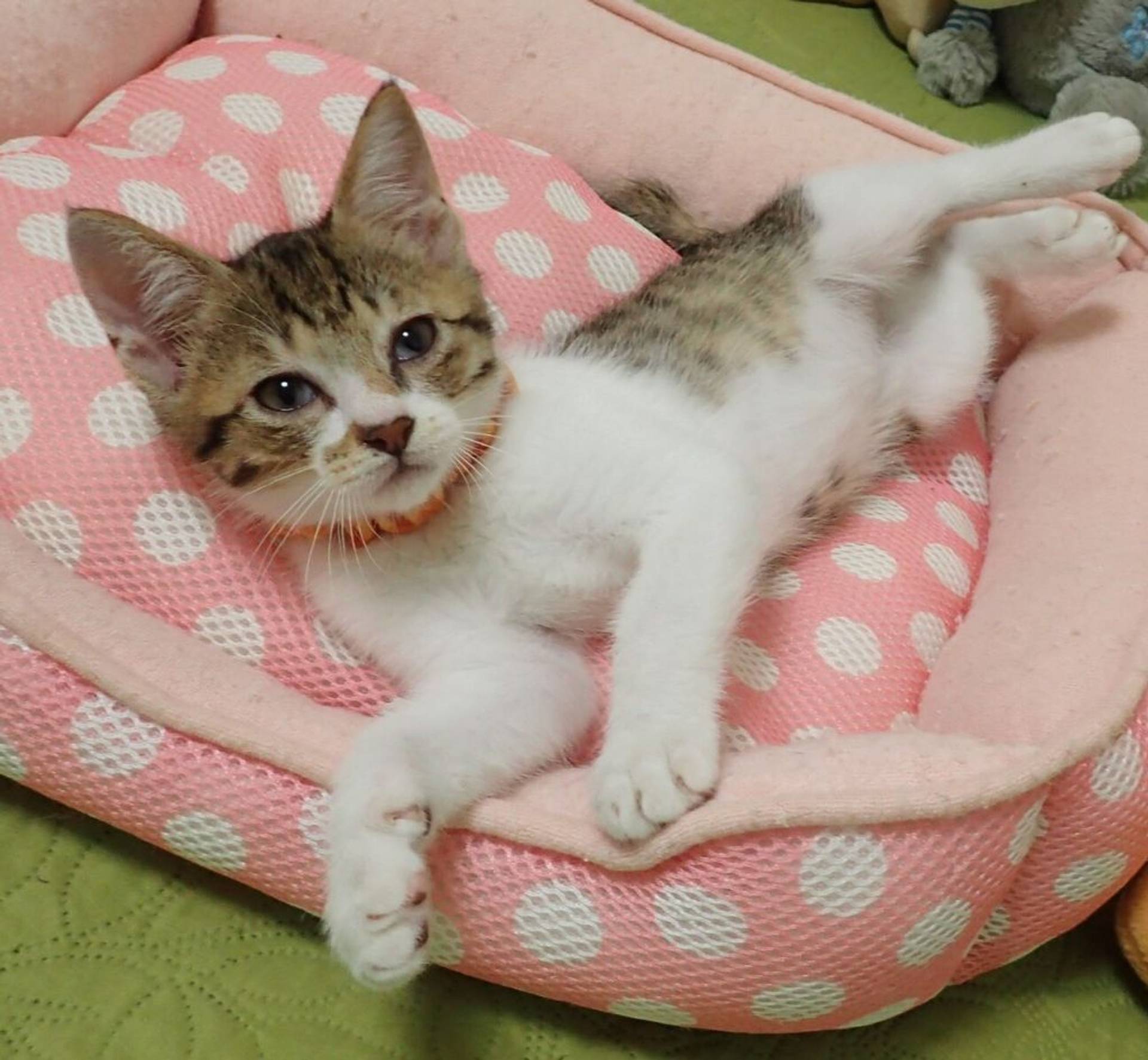 雑種（ミックス猫）・オスの里親募集の写真