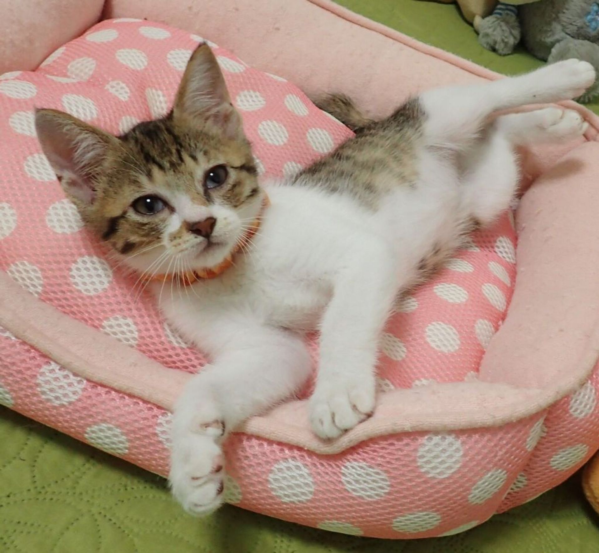 雑種（ミックス猫）・オスの里親募集の写真