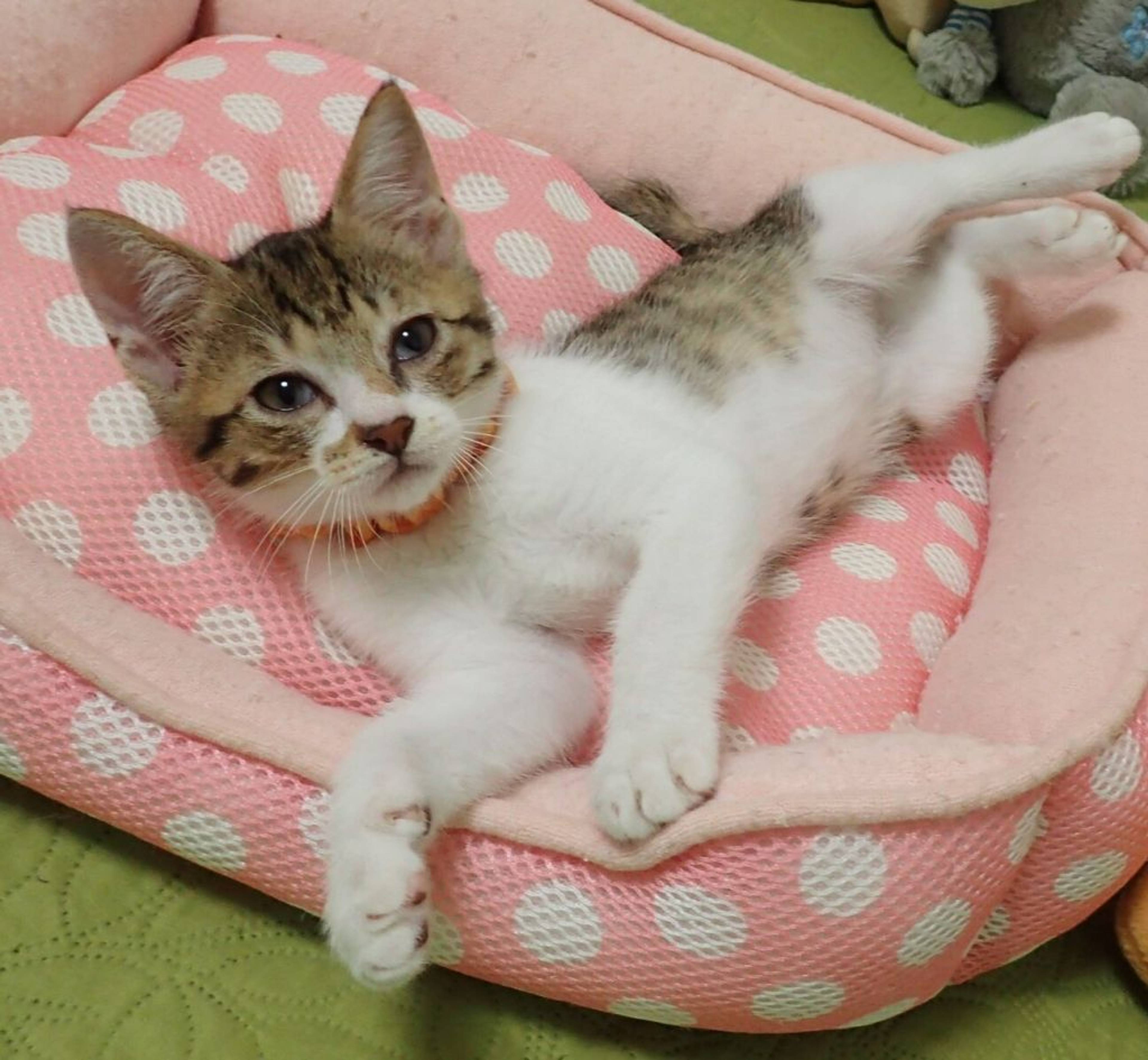 雑種（ミックス猫）・オスの里親募集の写真