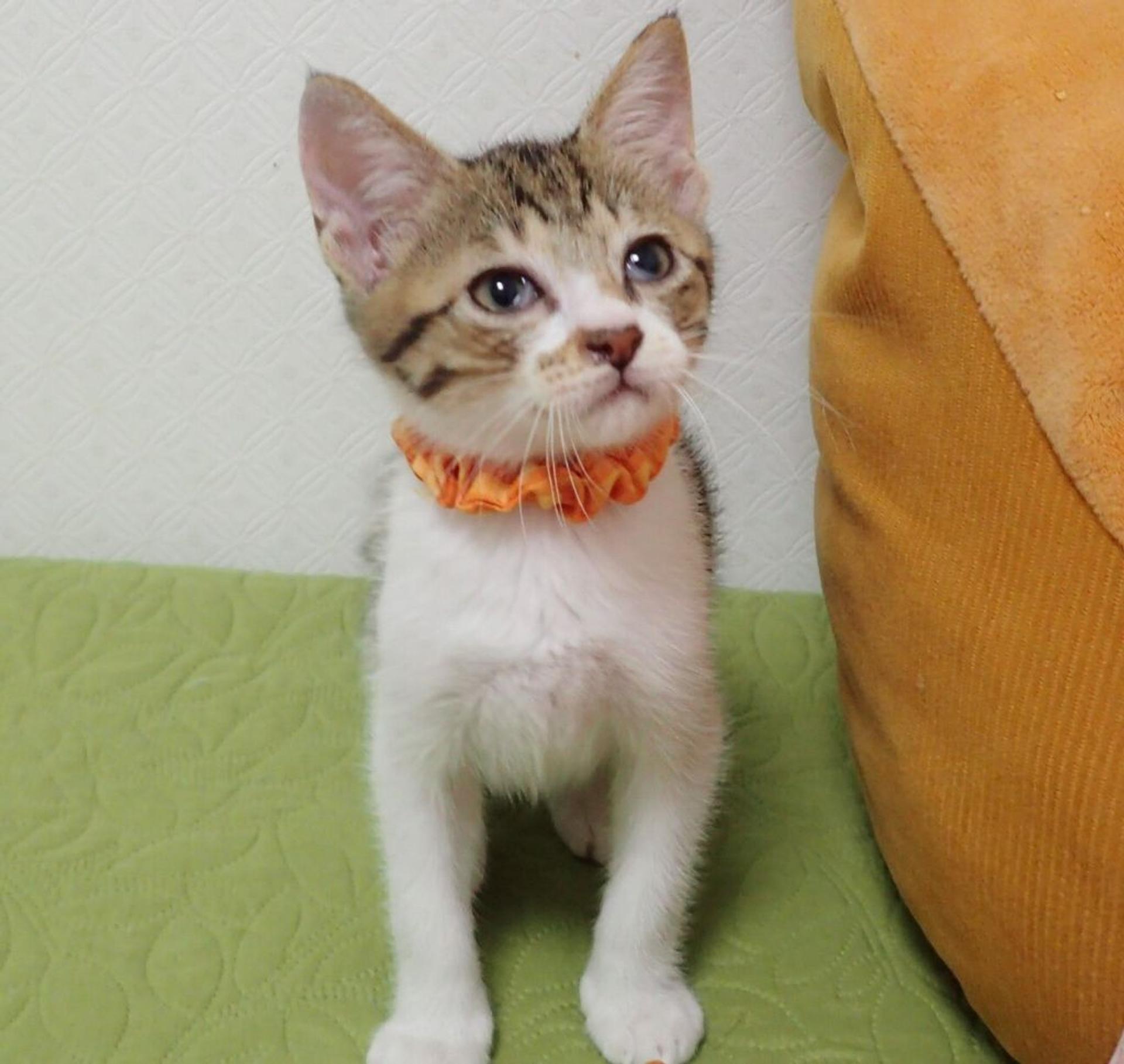 pet-image-2