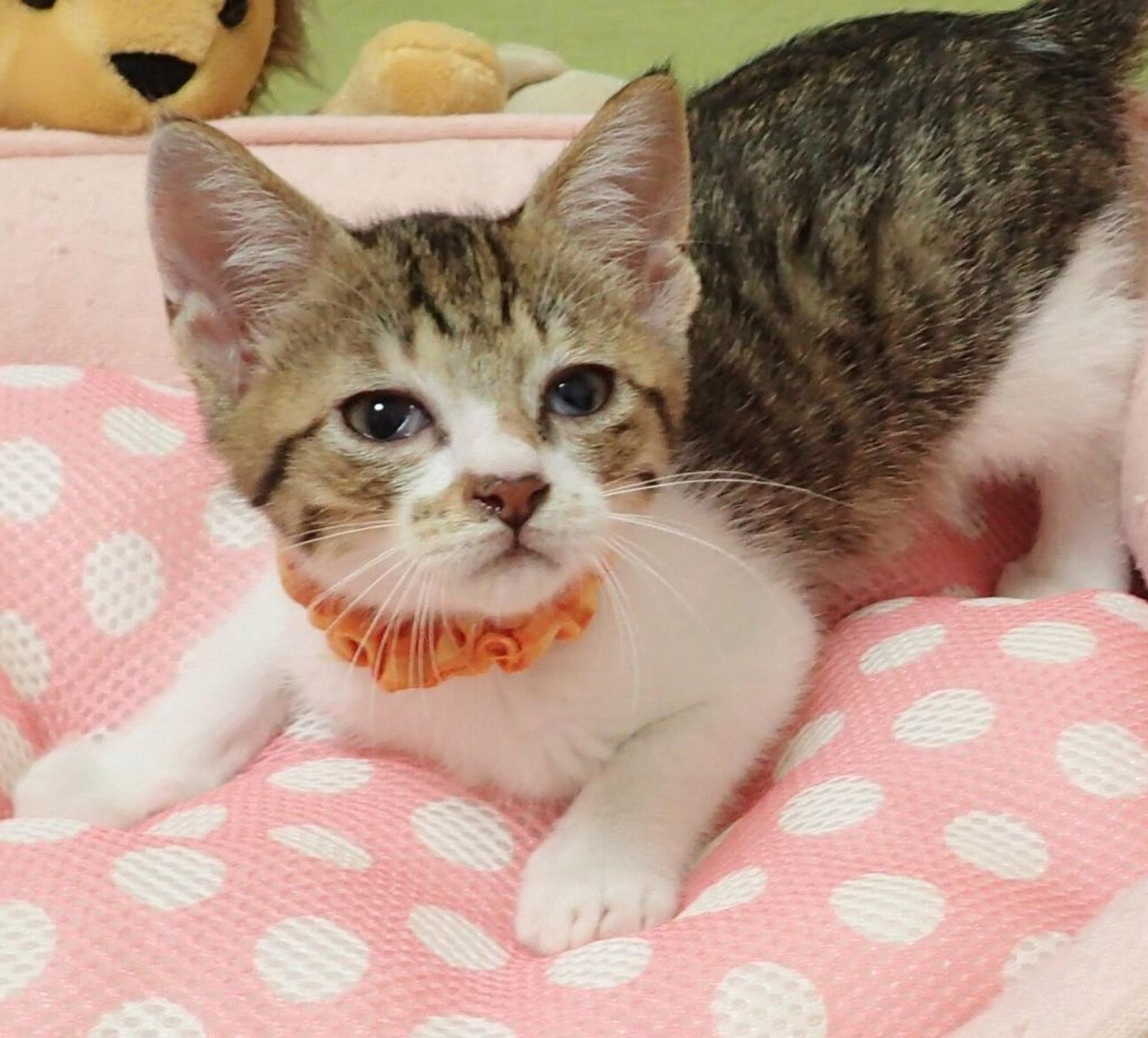 pet-image-3