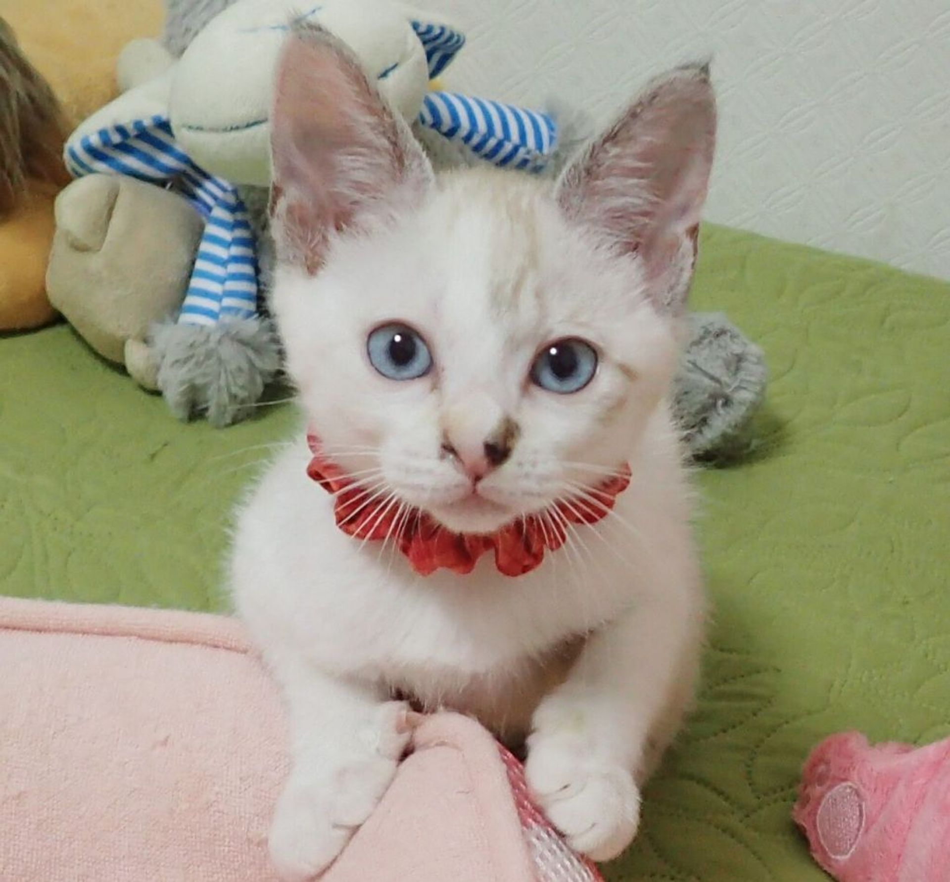 雑種（ミックス猫）・メスの里親募集の写真