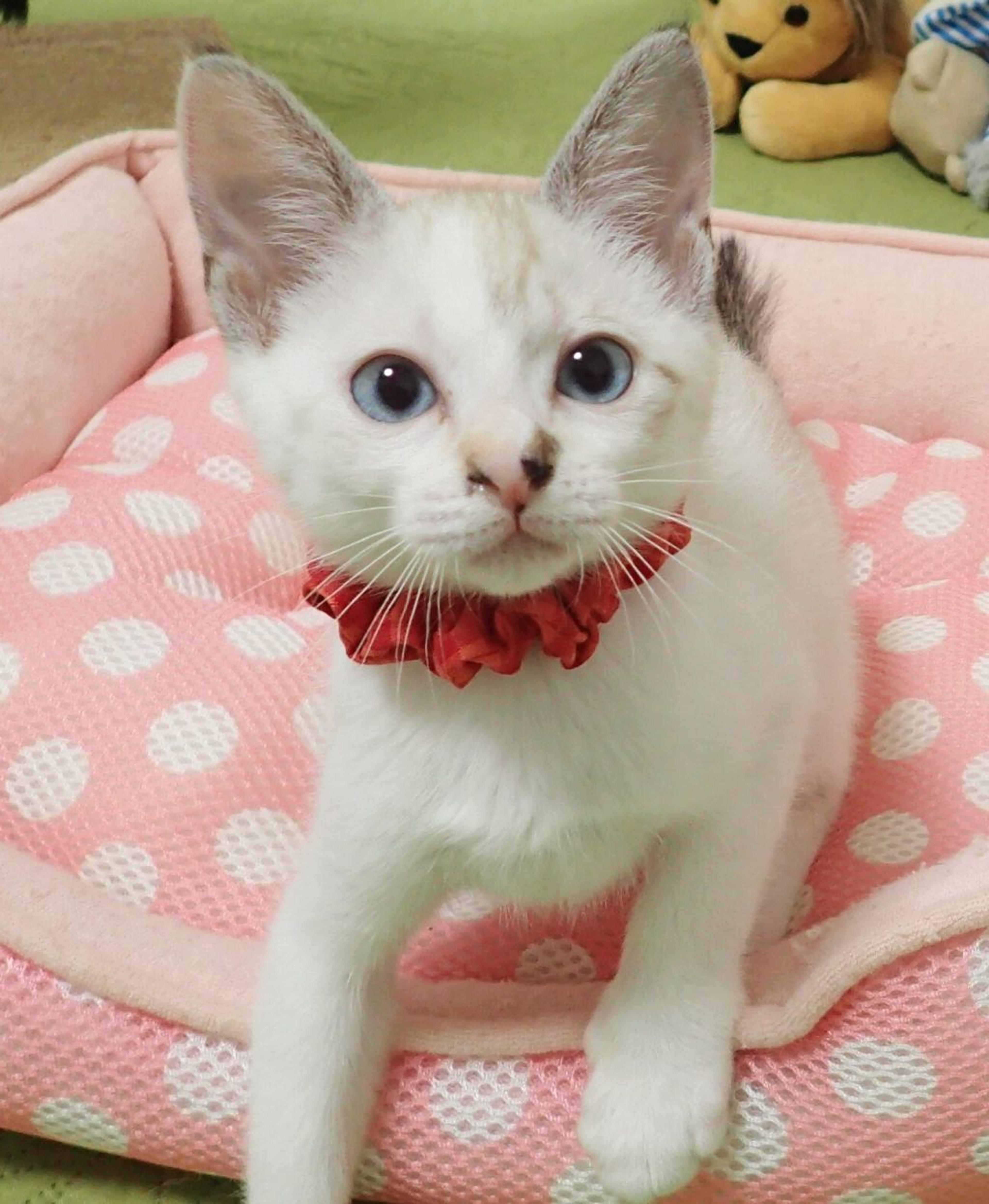 pet-image-3