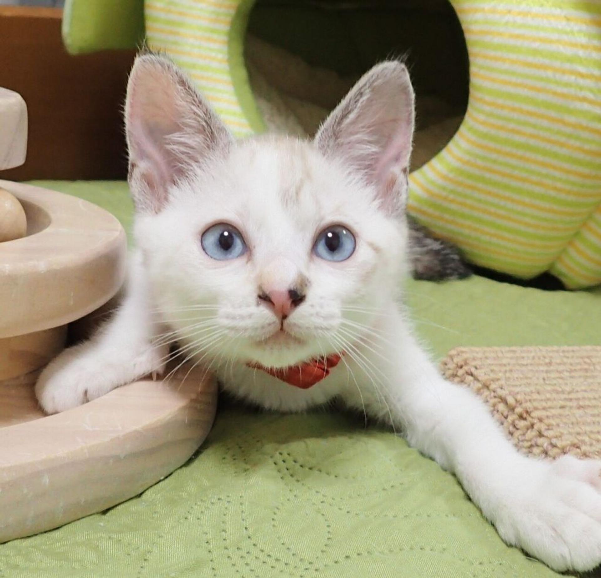 pet-image-4