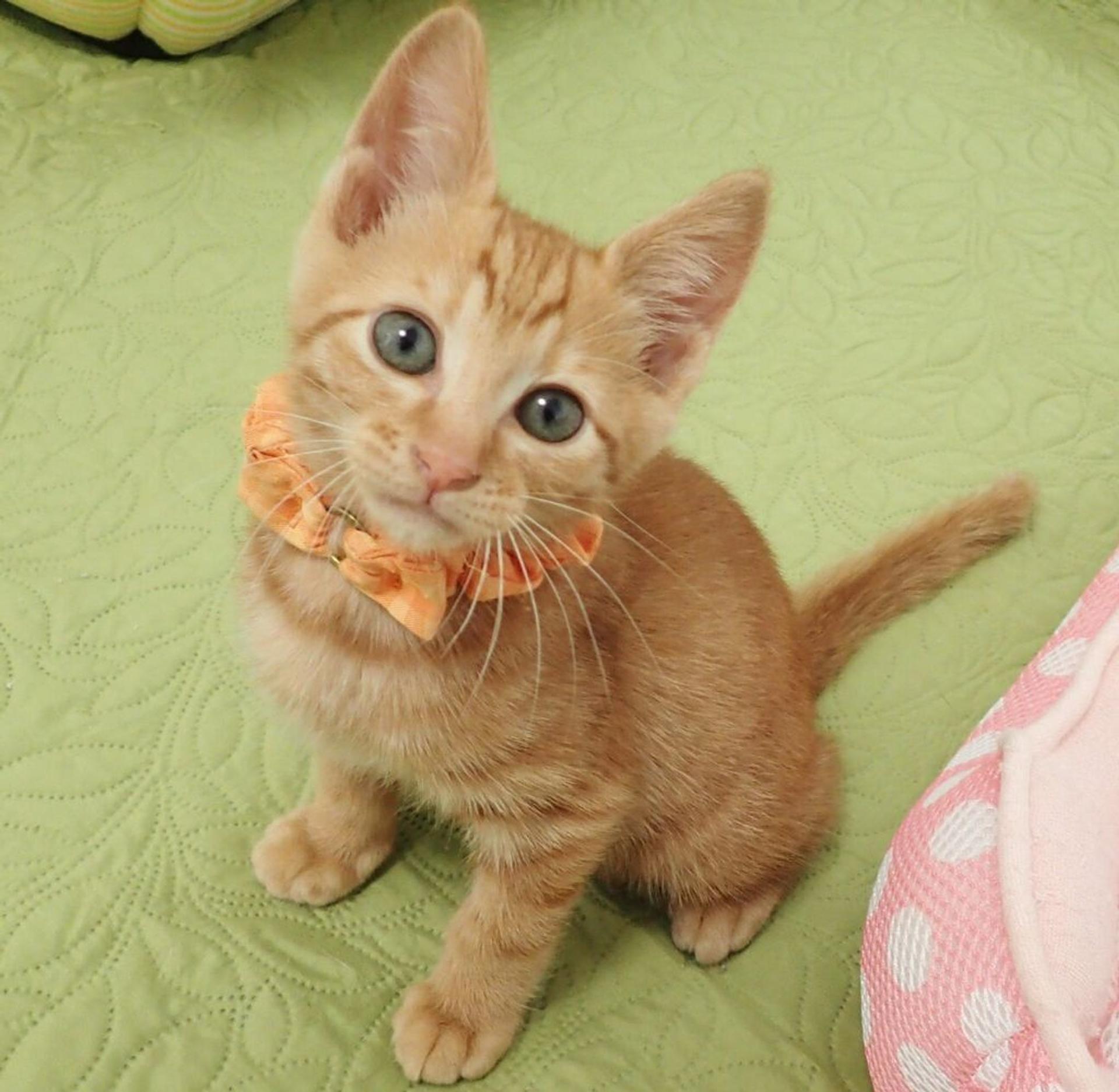 pet-image-3
