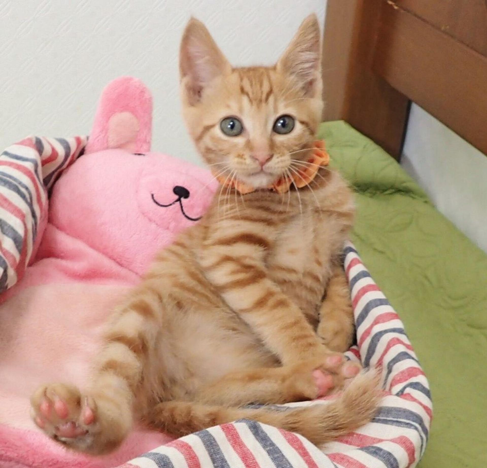 pet-image-5