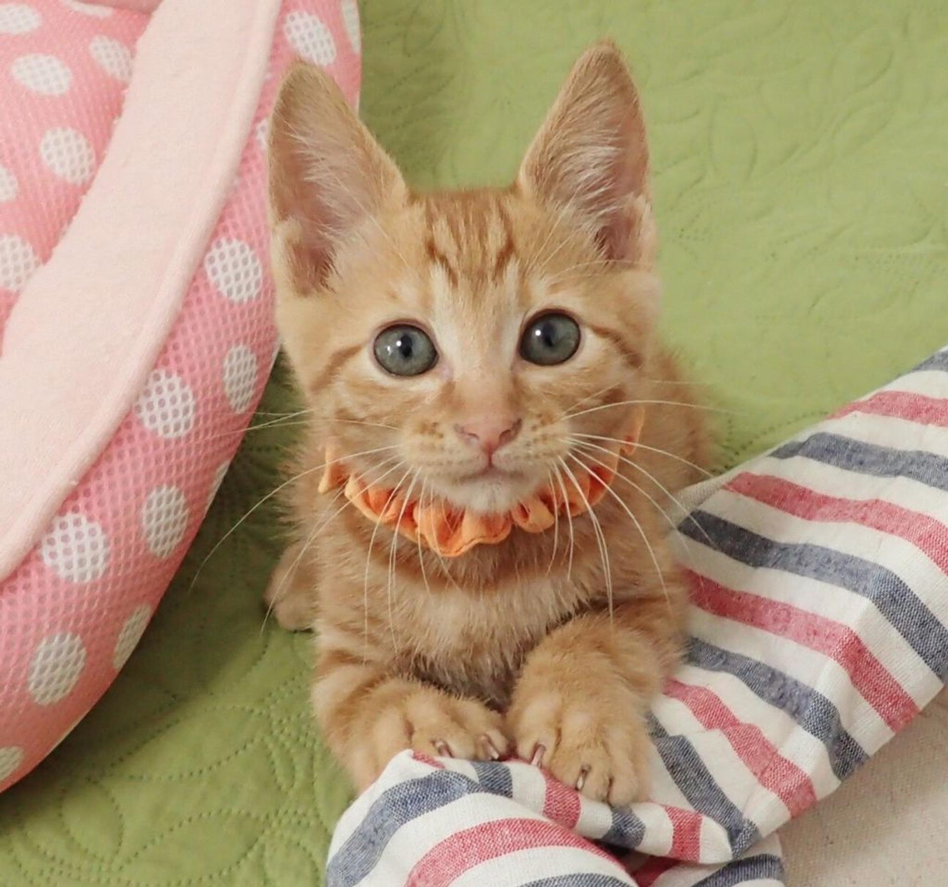 pet-image-6