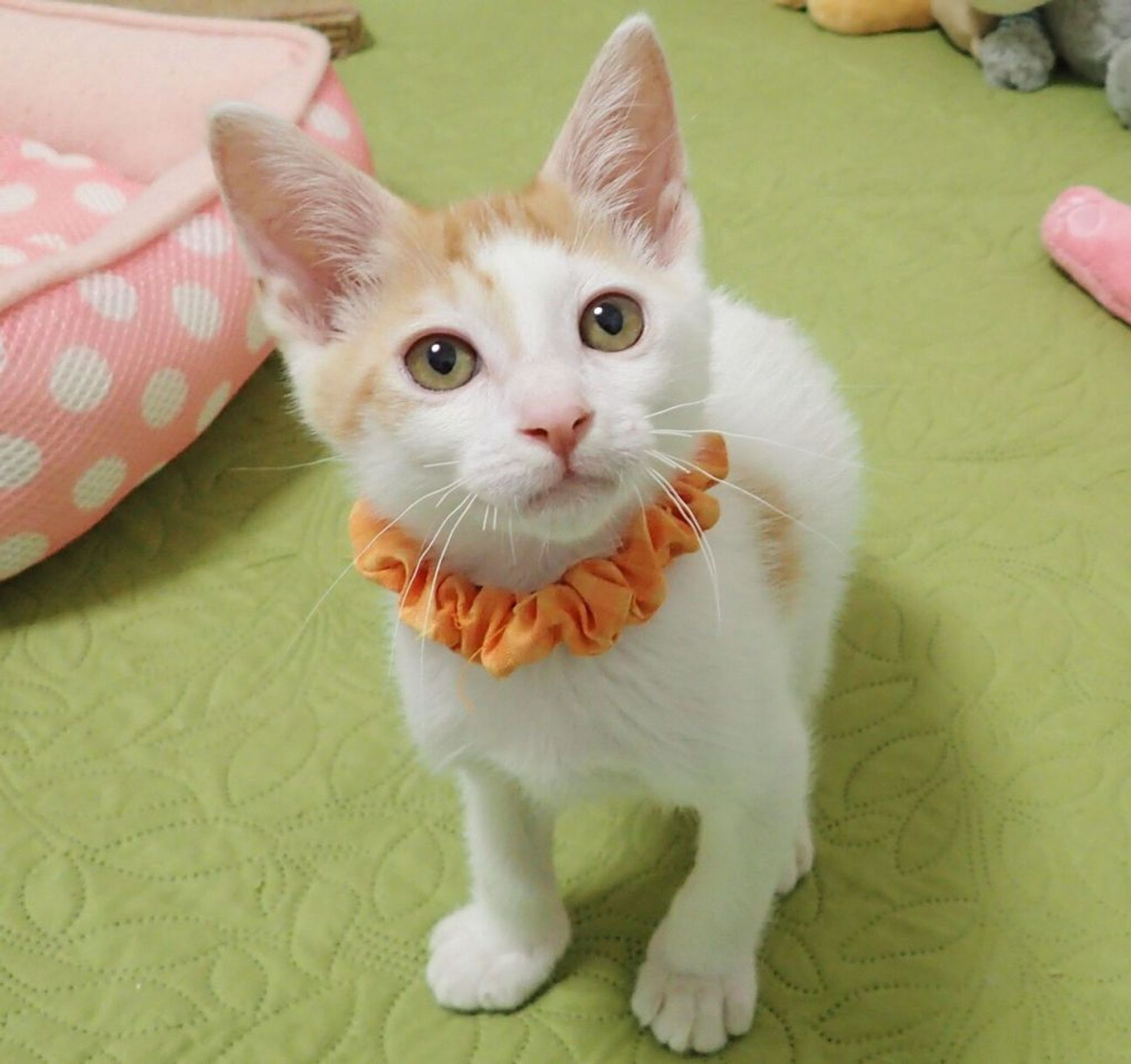 雑種（ミックス猫）・オスの里親募集の写真