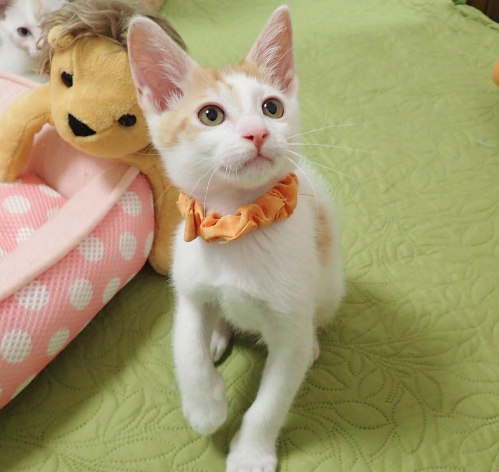 pet-image-2