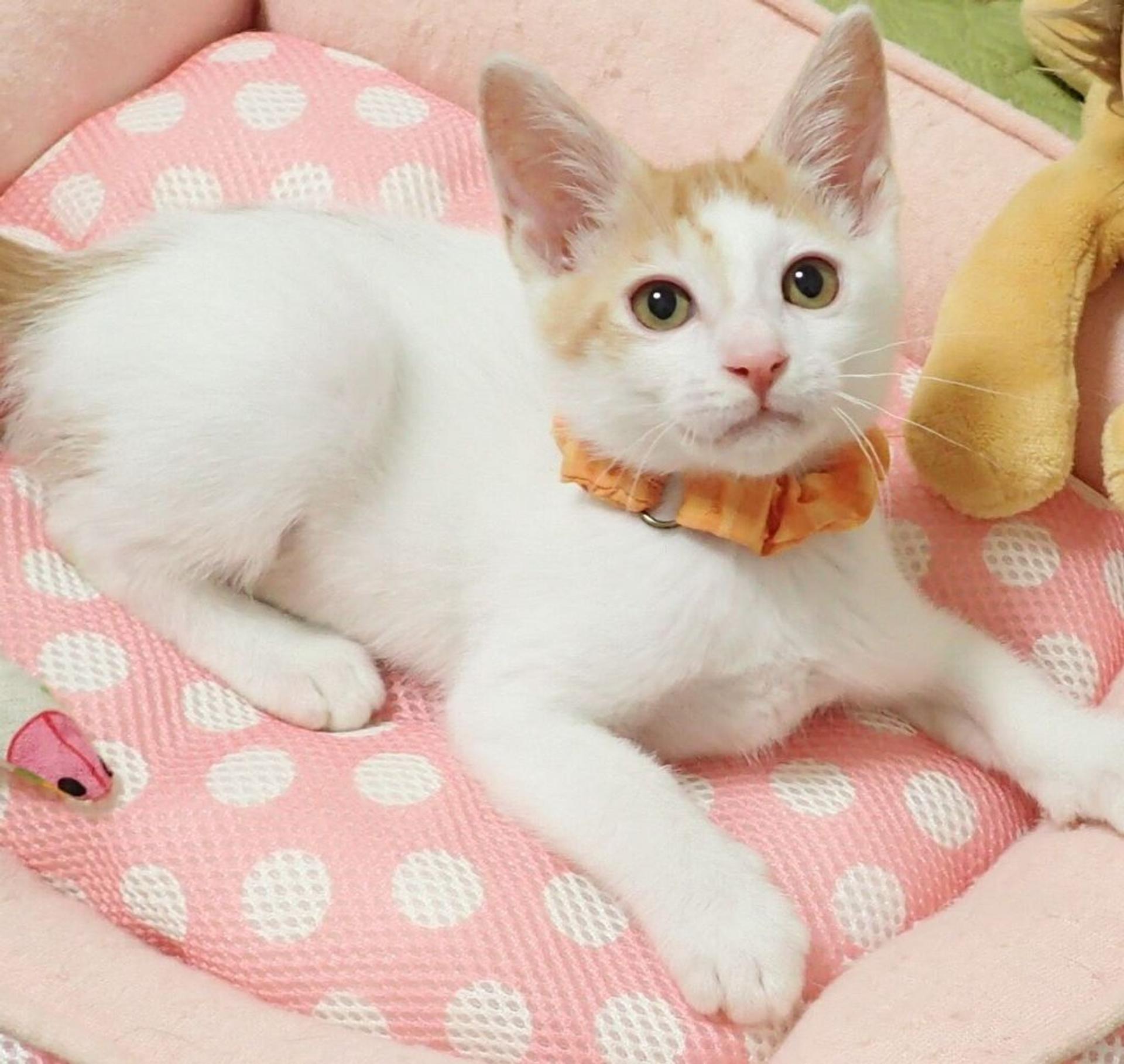 pet-image-3