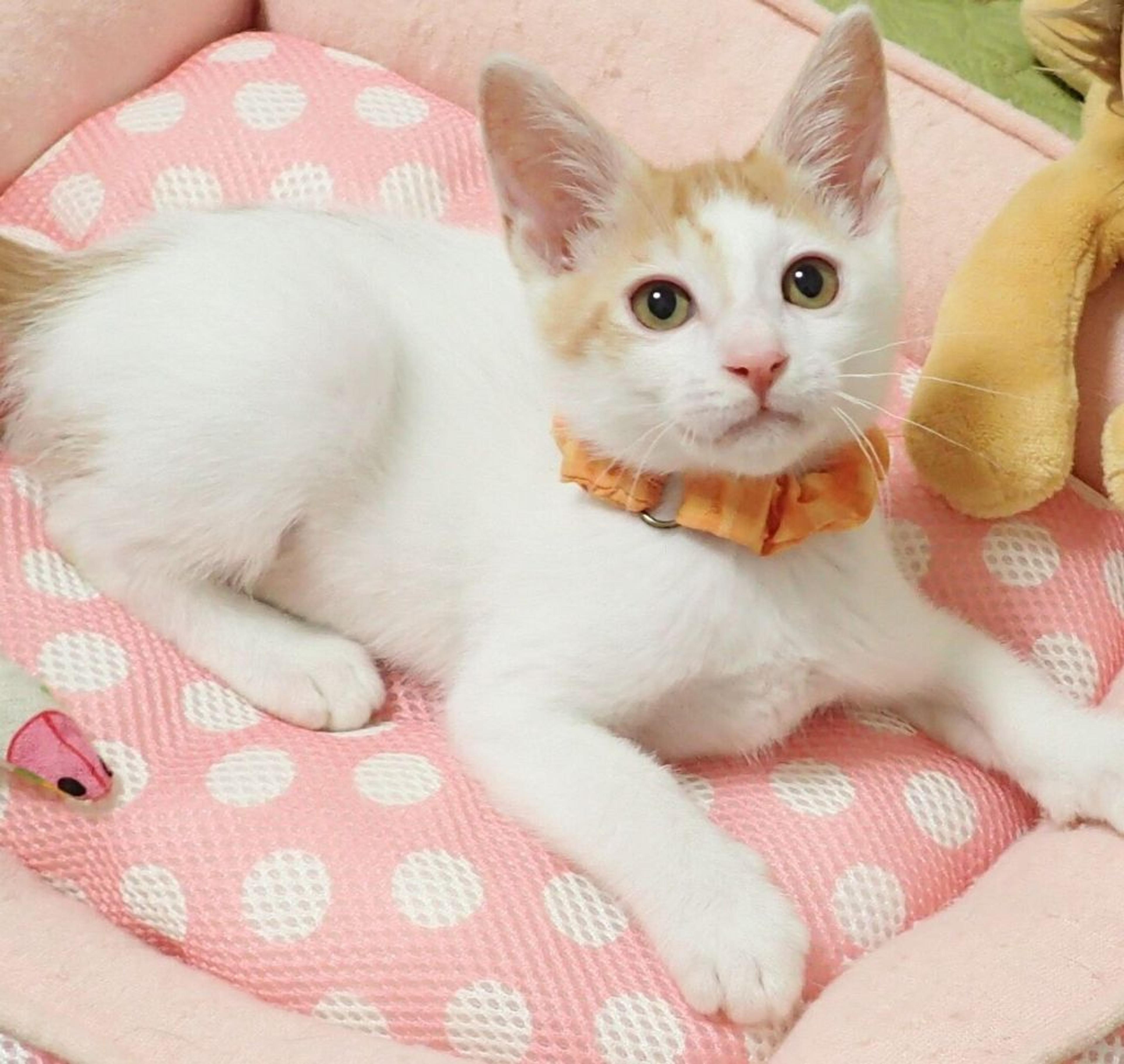 pet-image-3