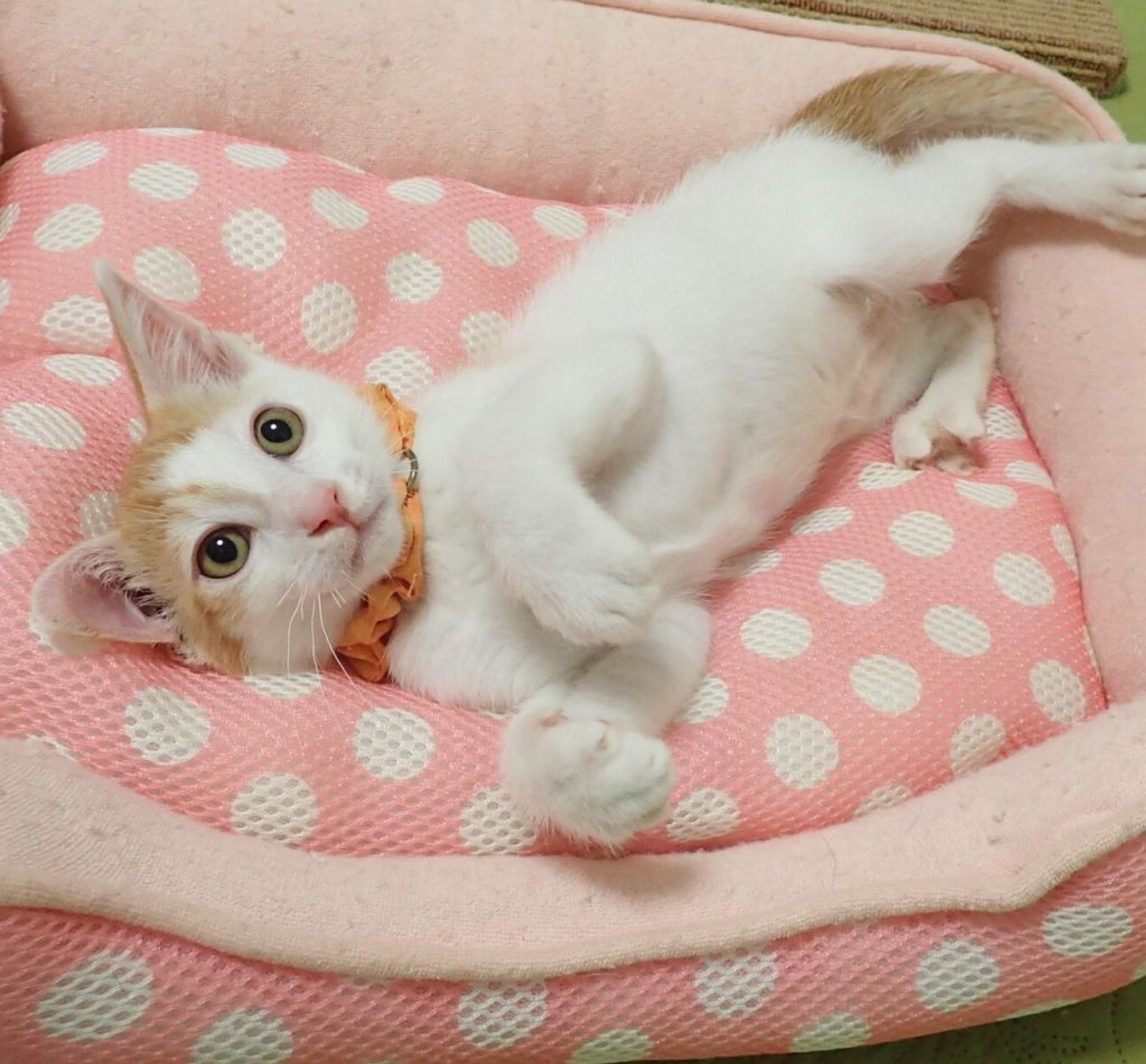 pet-image-5