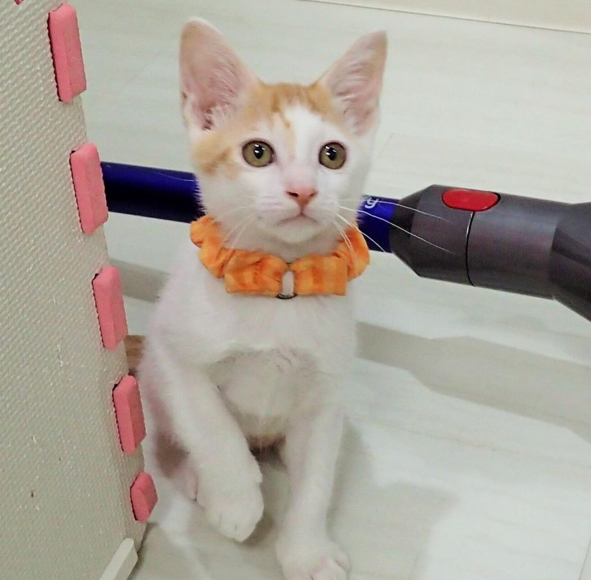 pet-image-6
