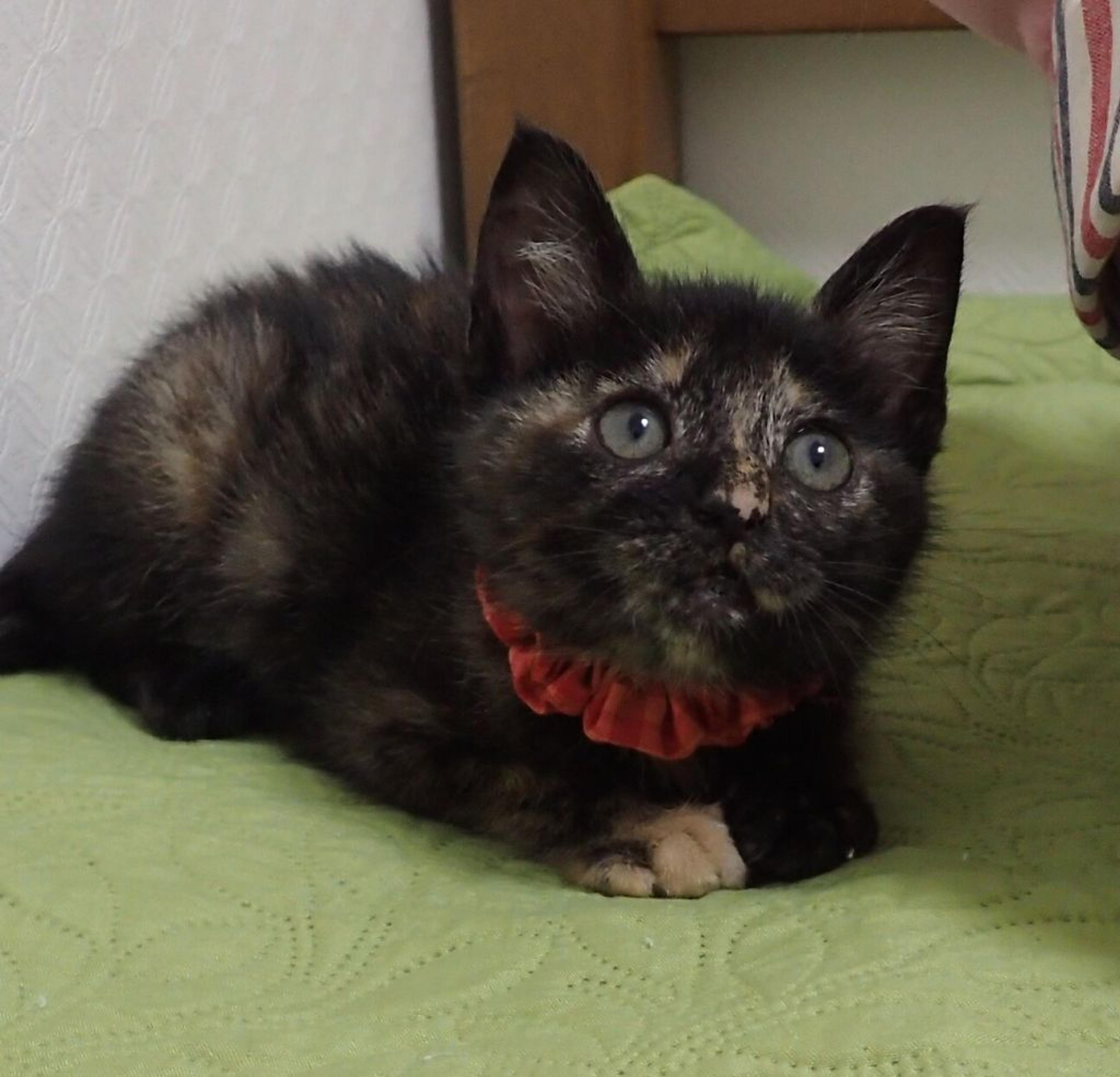 pet-image-2