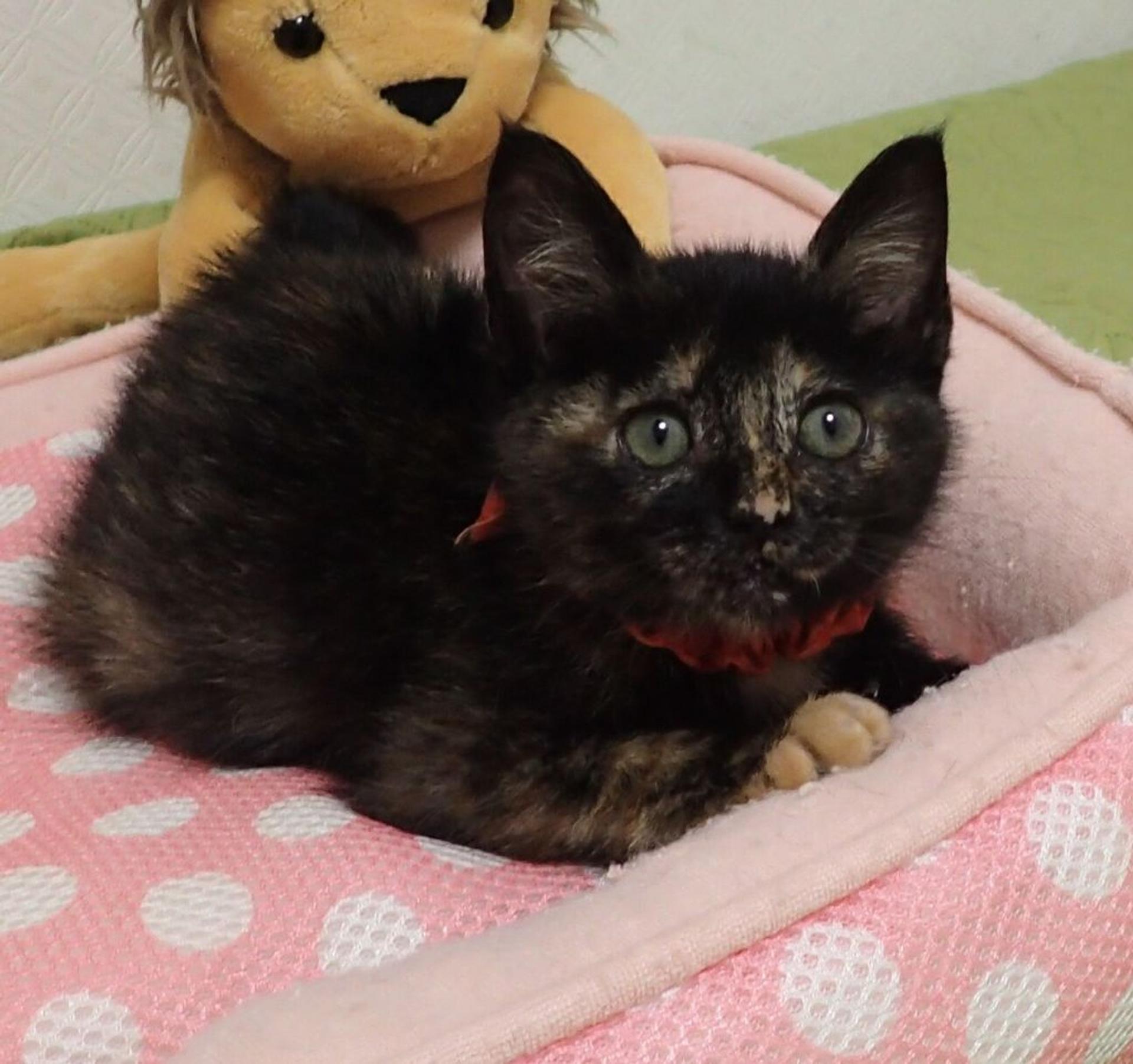 pet-image-4