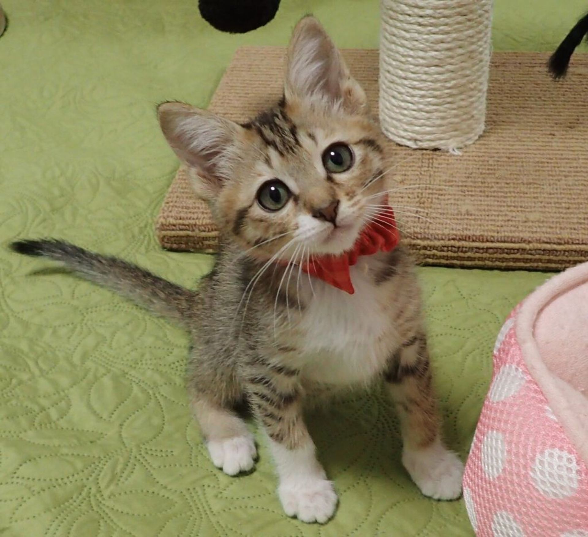 雑種（ミックス猫）・メスの里親募集の写真