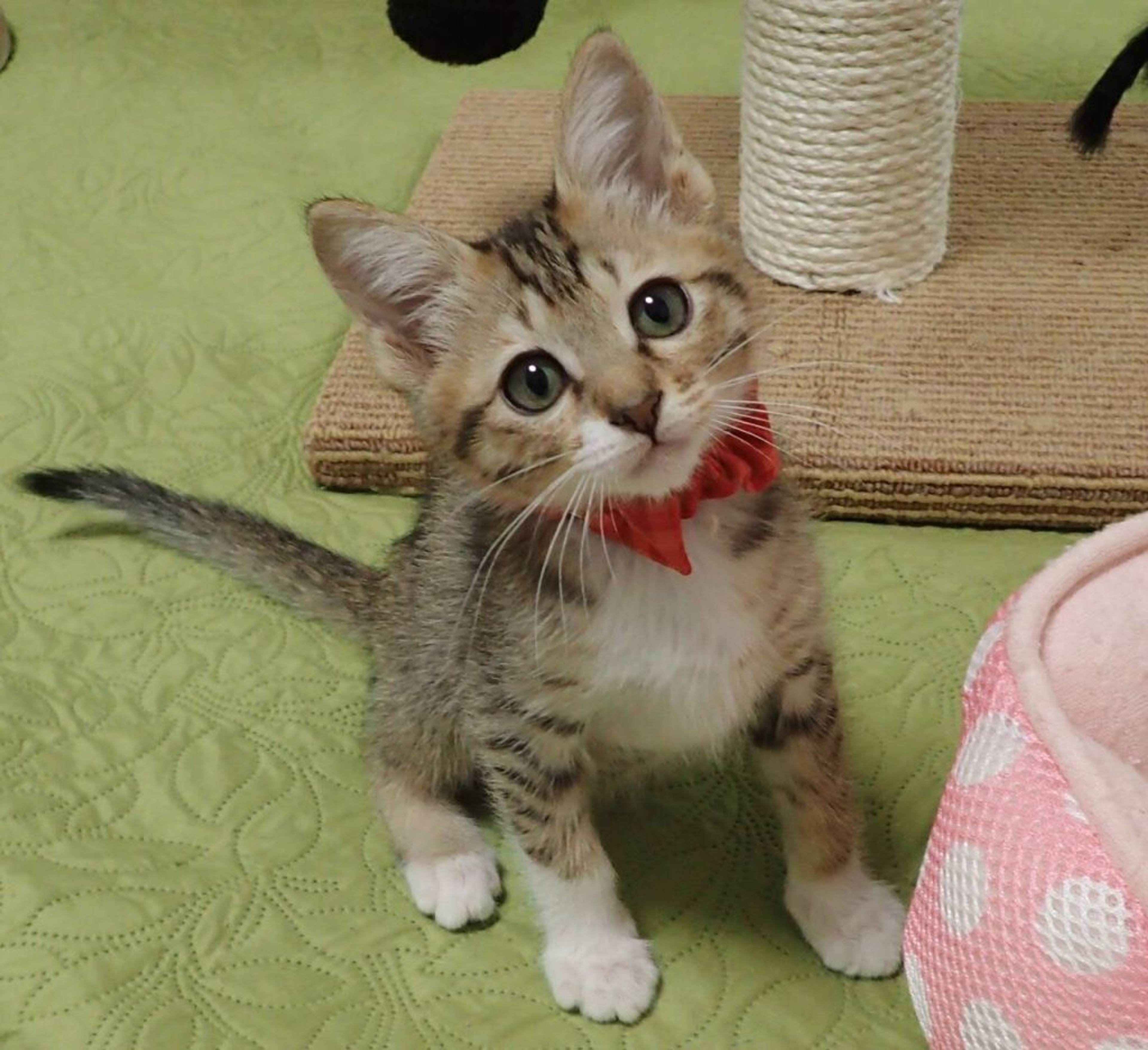 雑種（ミックス猫）・メスの里親募集の写真