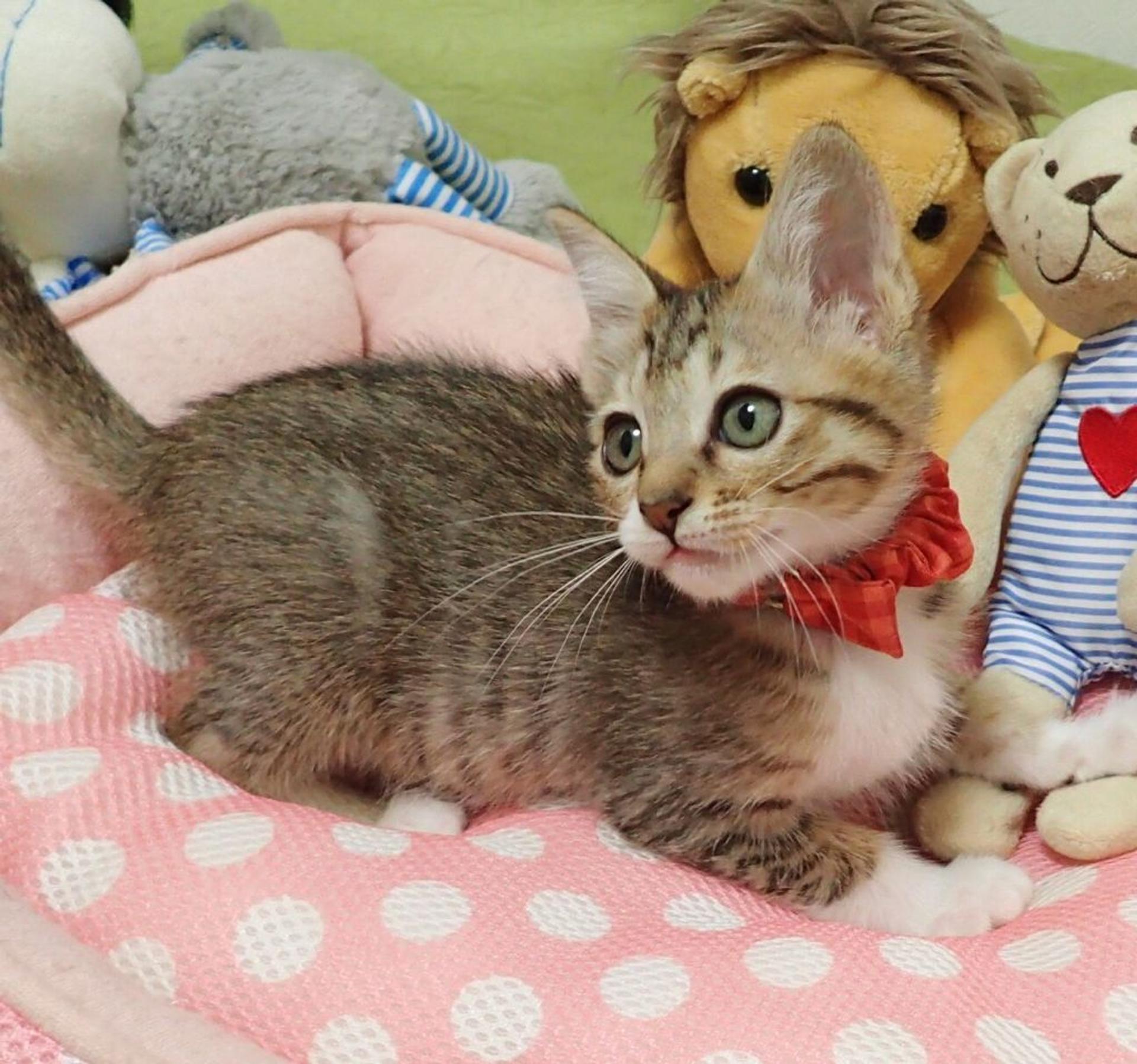 pet-image-2