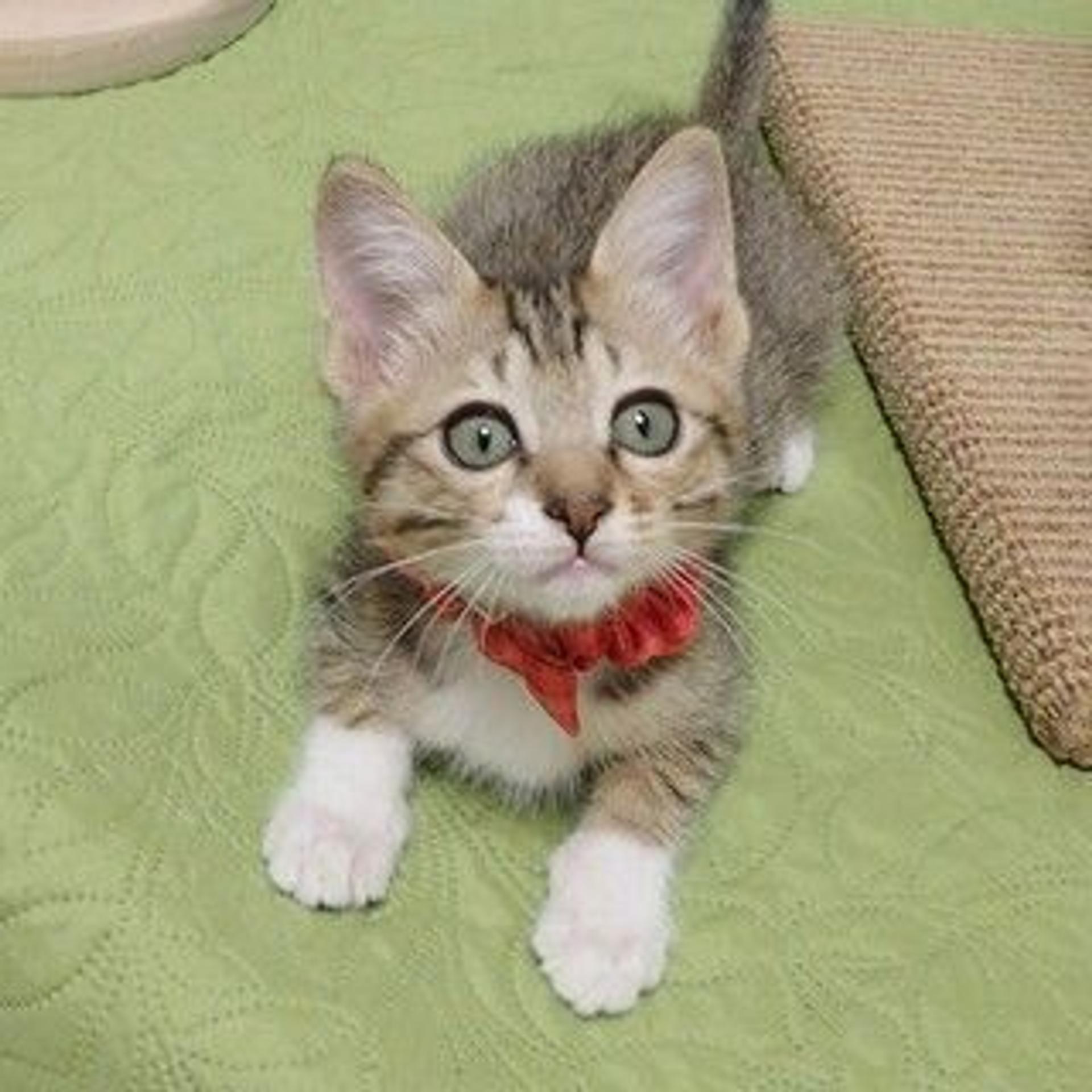 pet-image-4