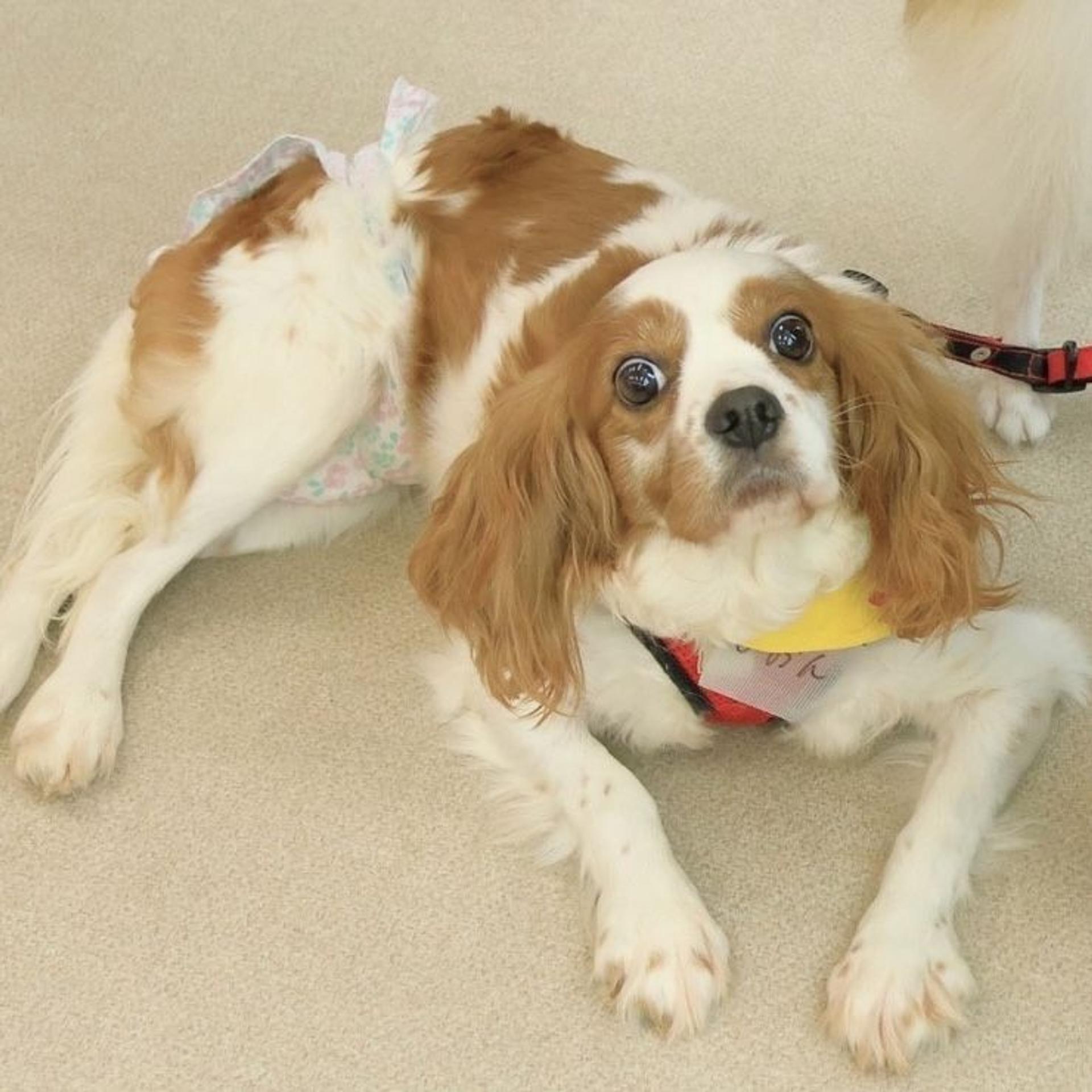 pet-image-5