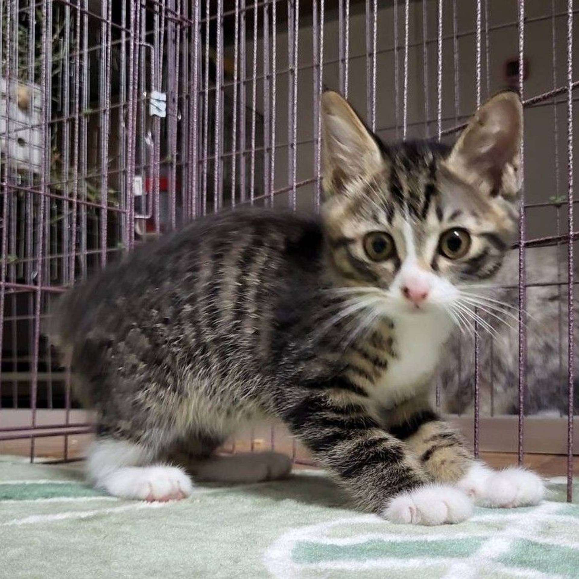 雑種（ミックス猫）・オスの里親募集の写真
