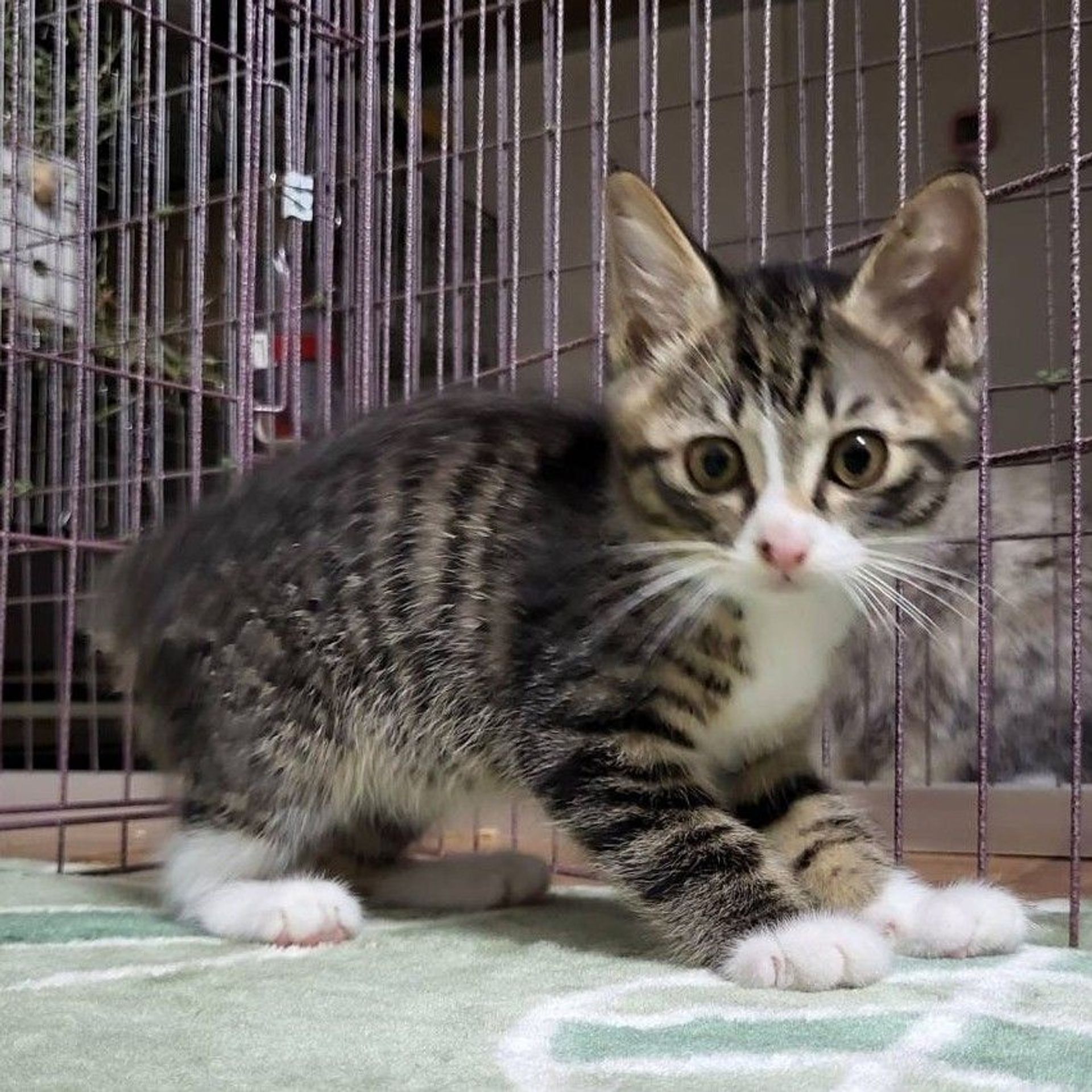 雑種（ミックス猫）・オスの里親募集の写真