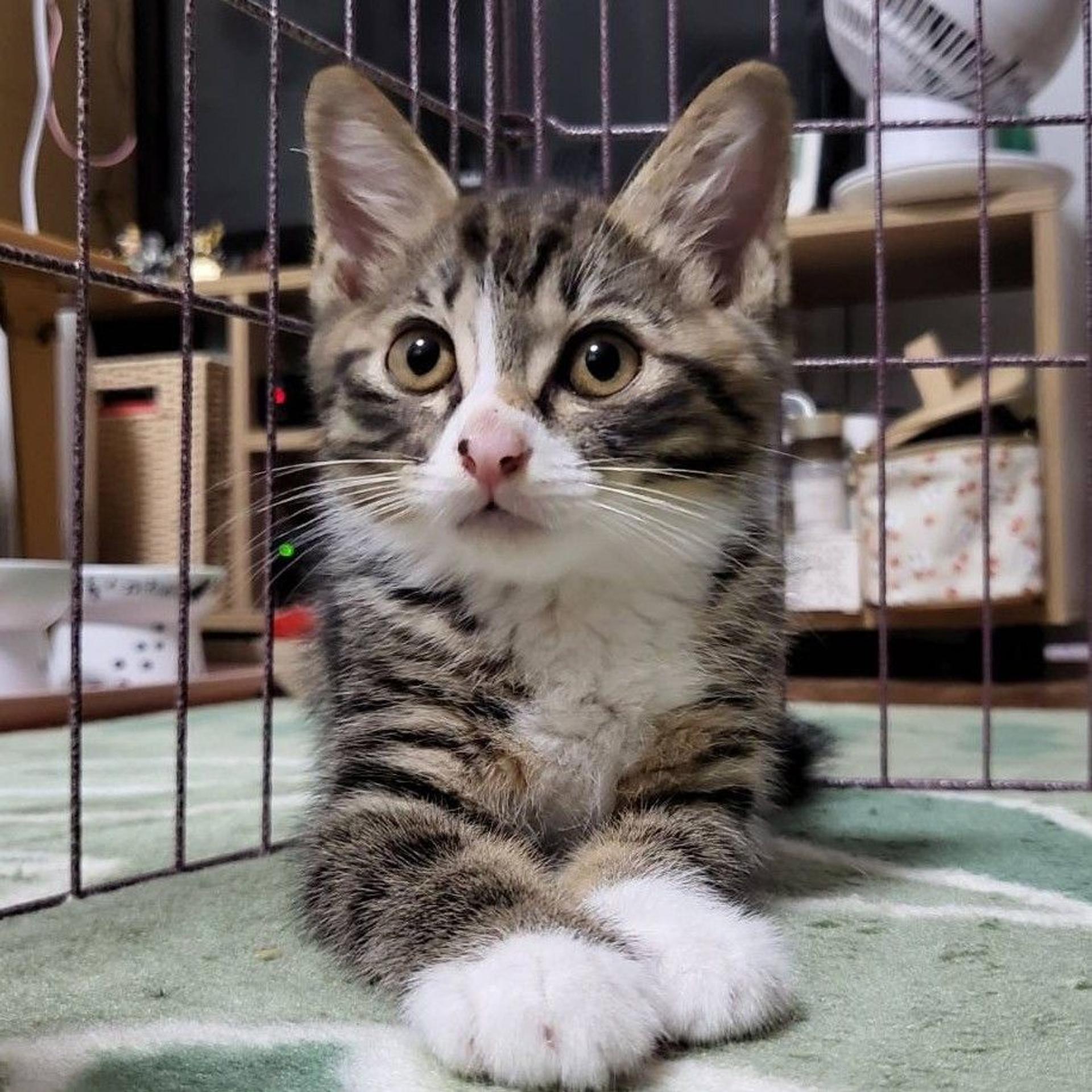 pet-image-4