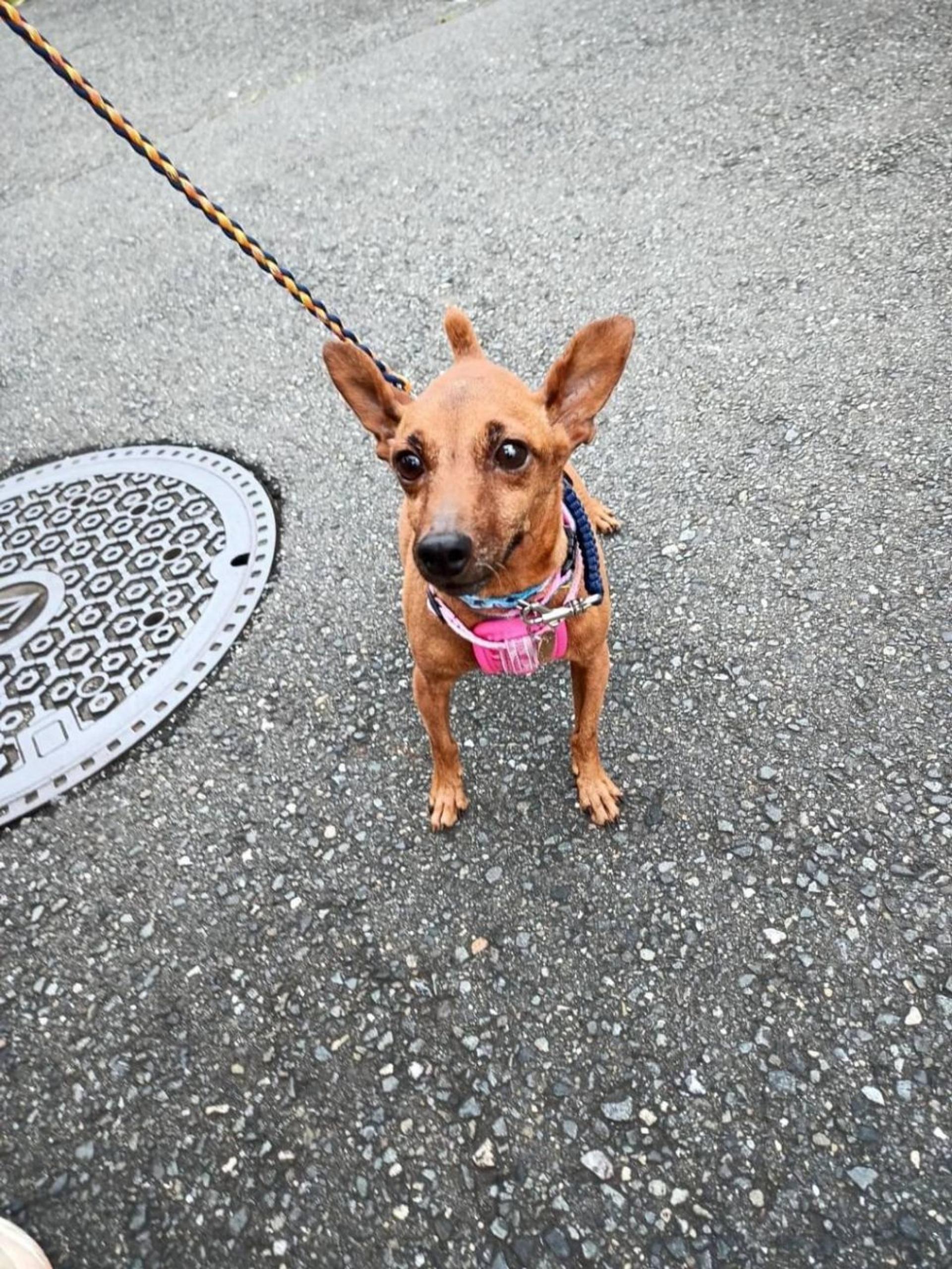 pet-image-2