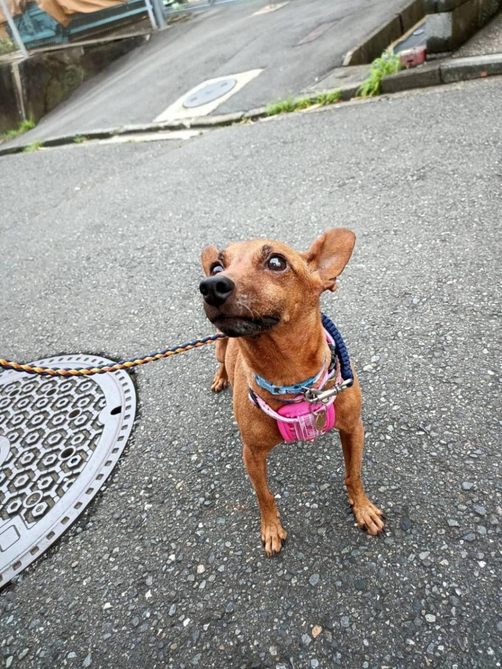 pet-image-3