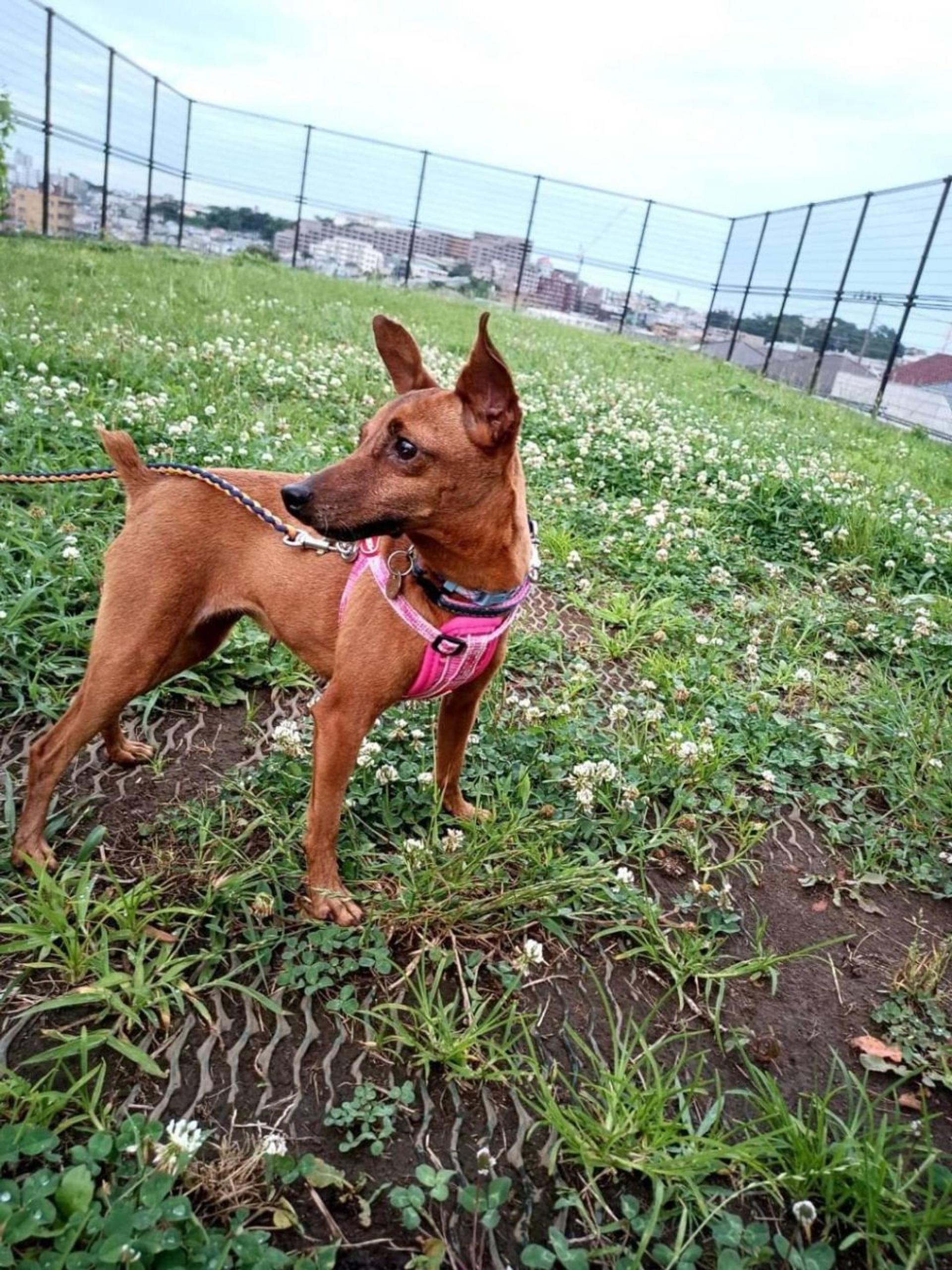 pet-image-5