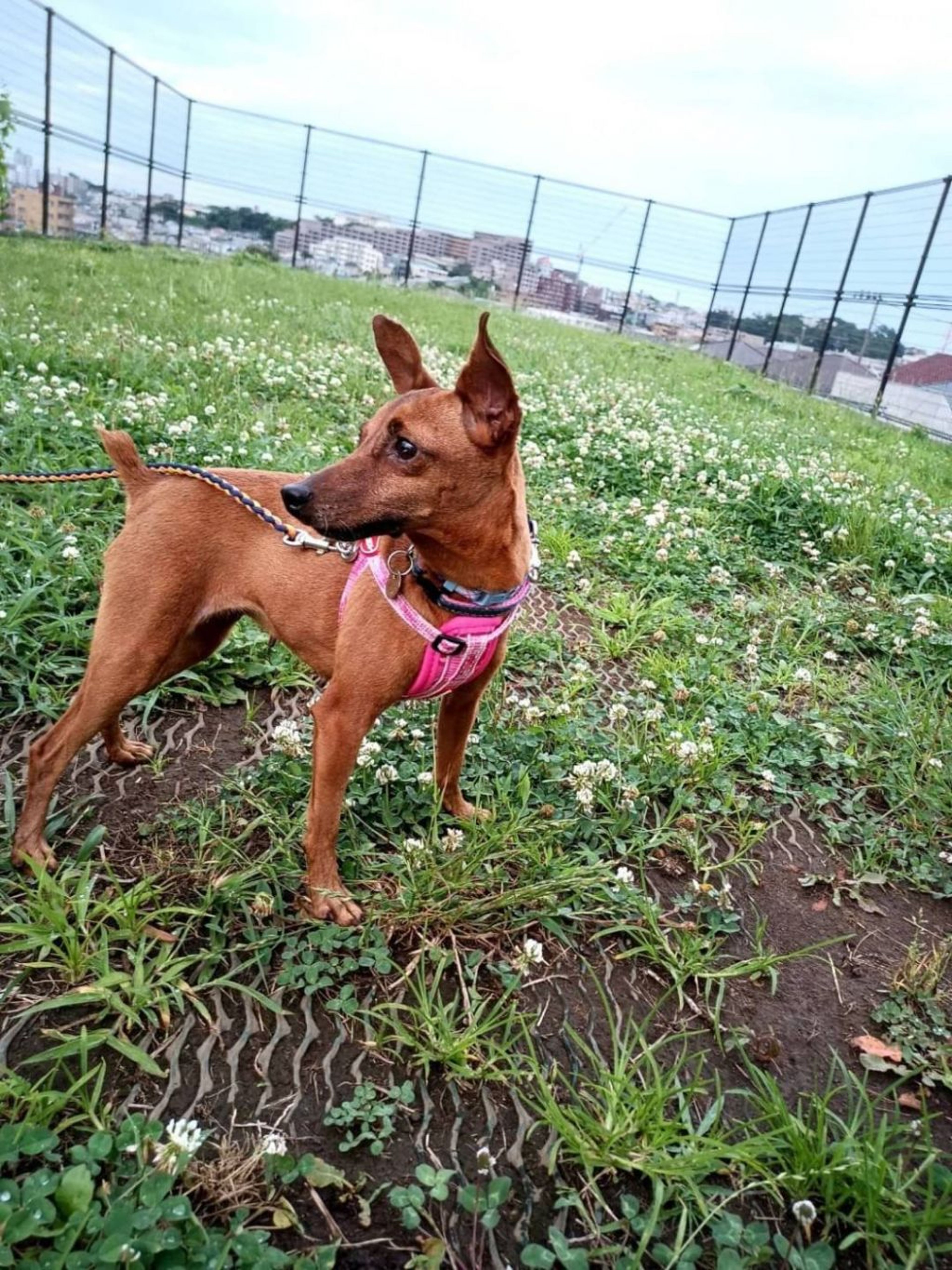 pet-image-5