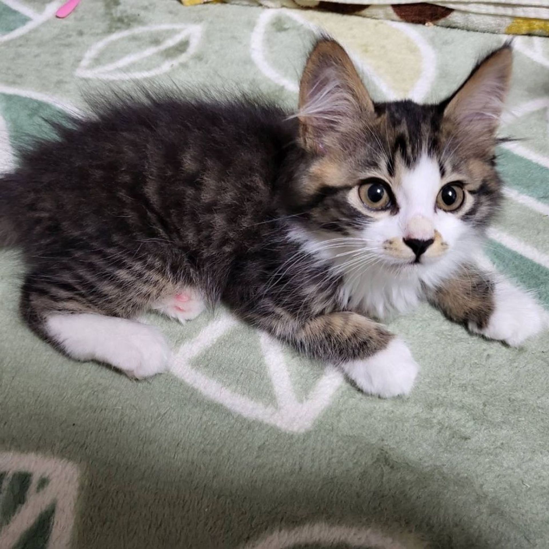 雑種（ミックス猫）・オスの里親募集の写真