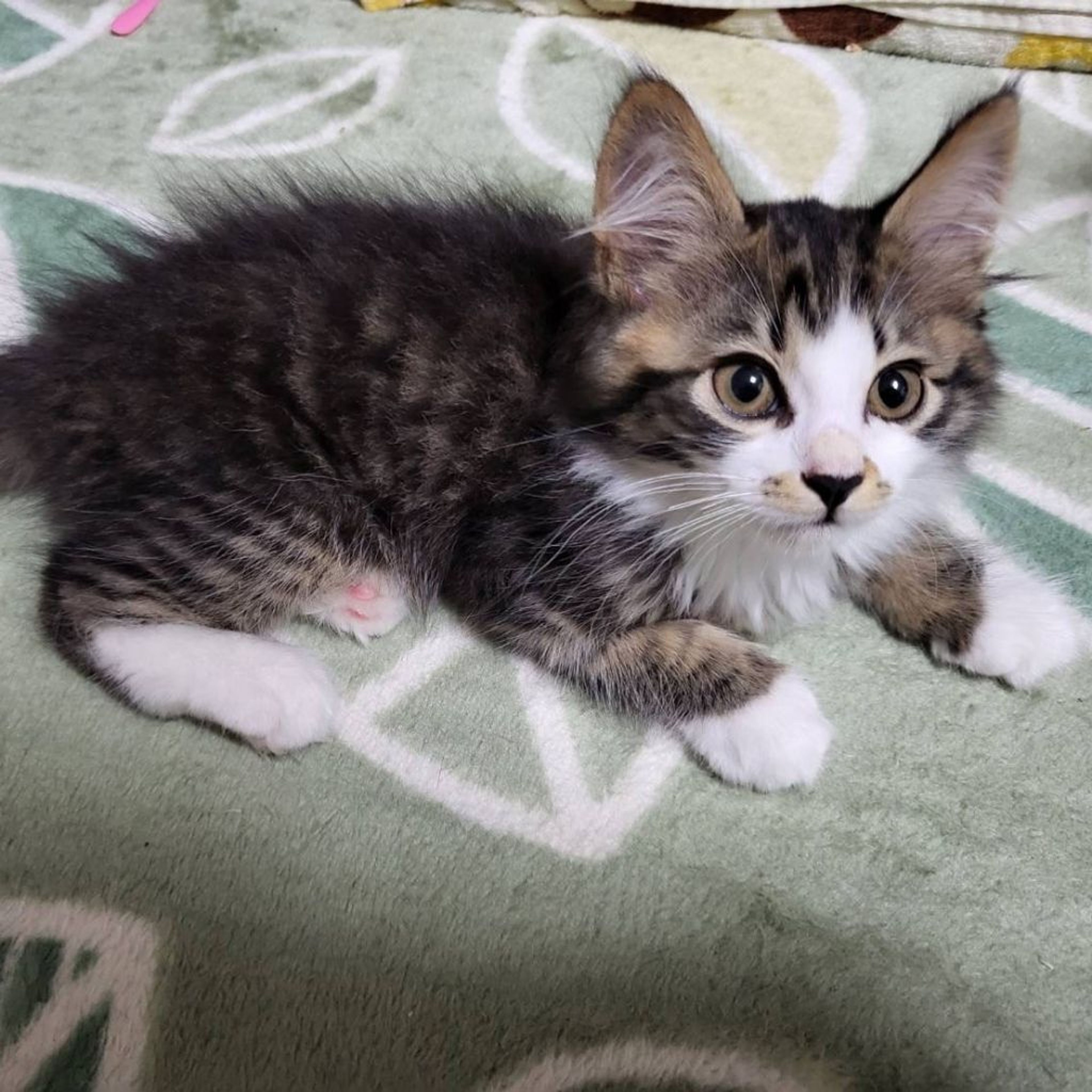 雑種（ミックス猫）・オスの里親募集の写真