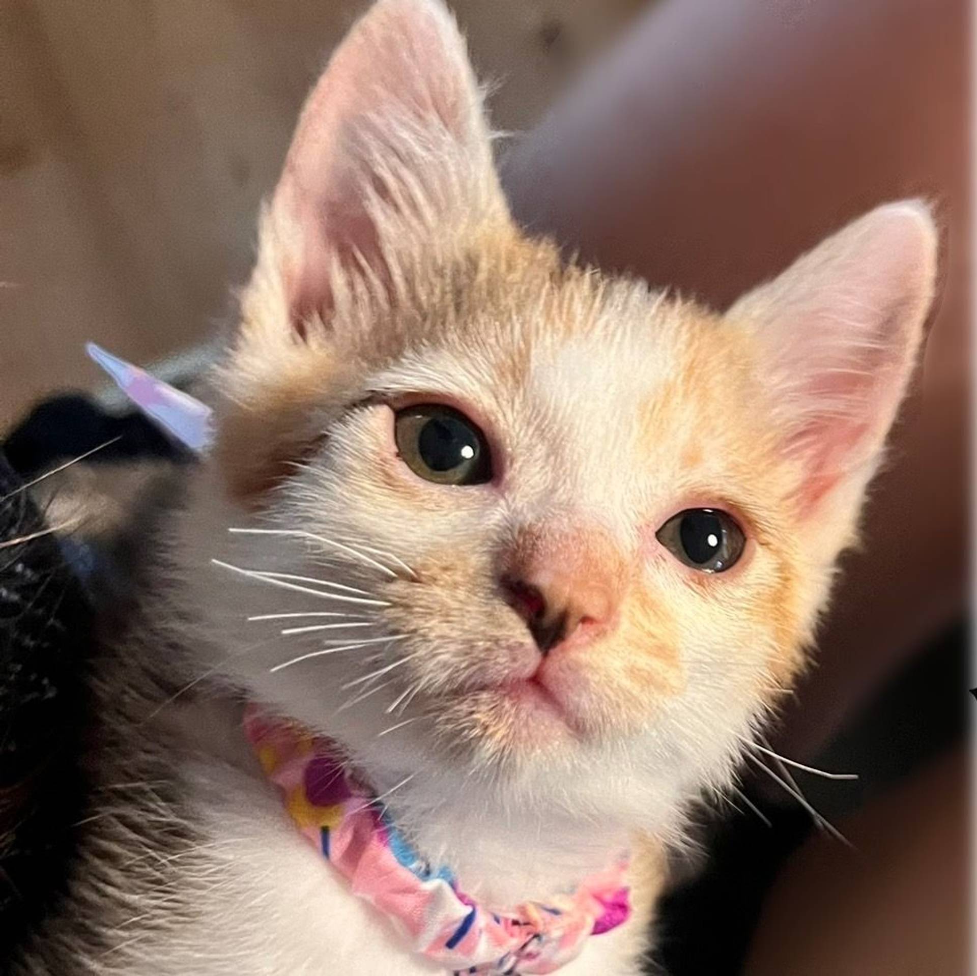 雑種（ミックス猫）・メスの里親募集の写真