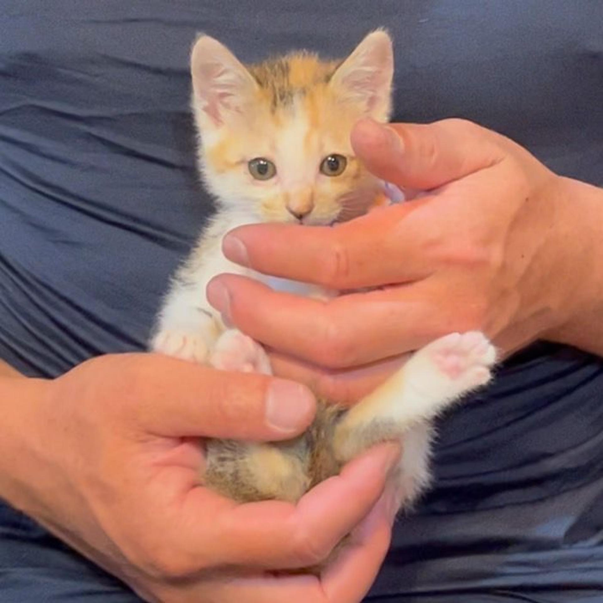pet-image-3