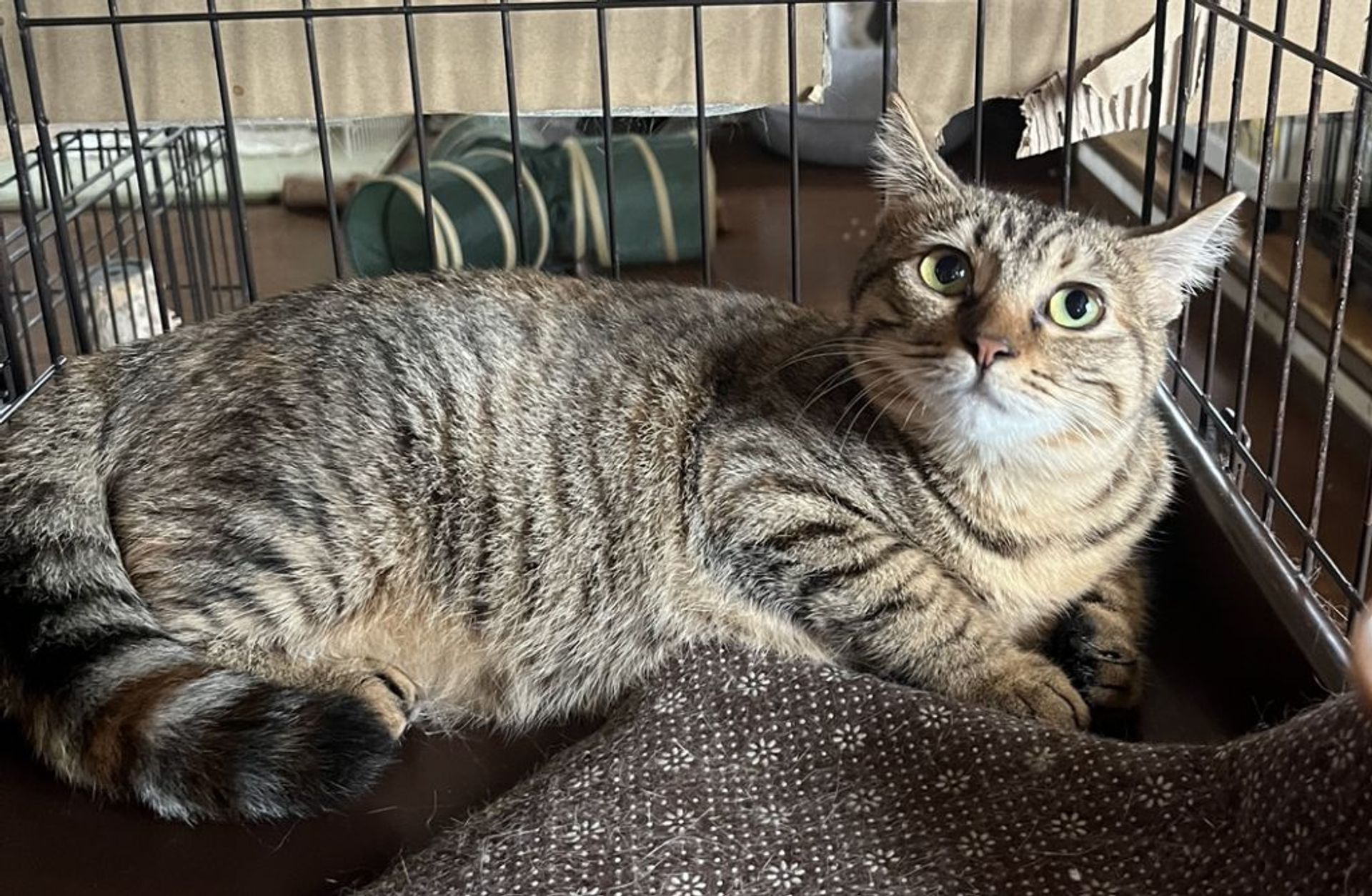 雑種（ミックス猫）・メスの里親募集の写真