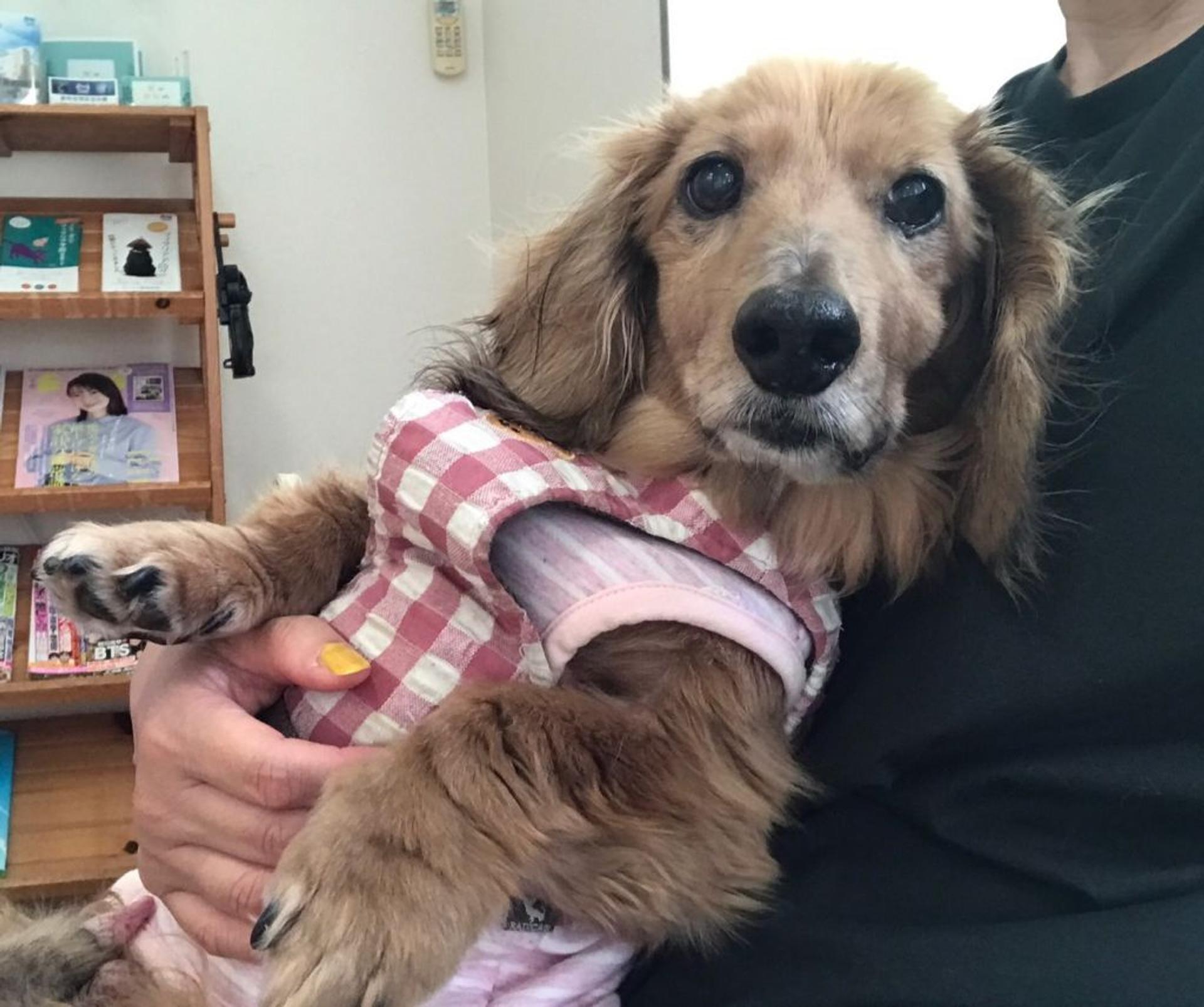 pet-image-2
