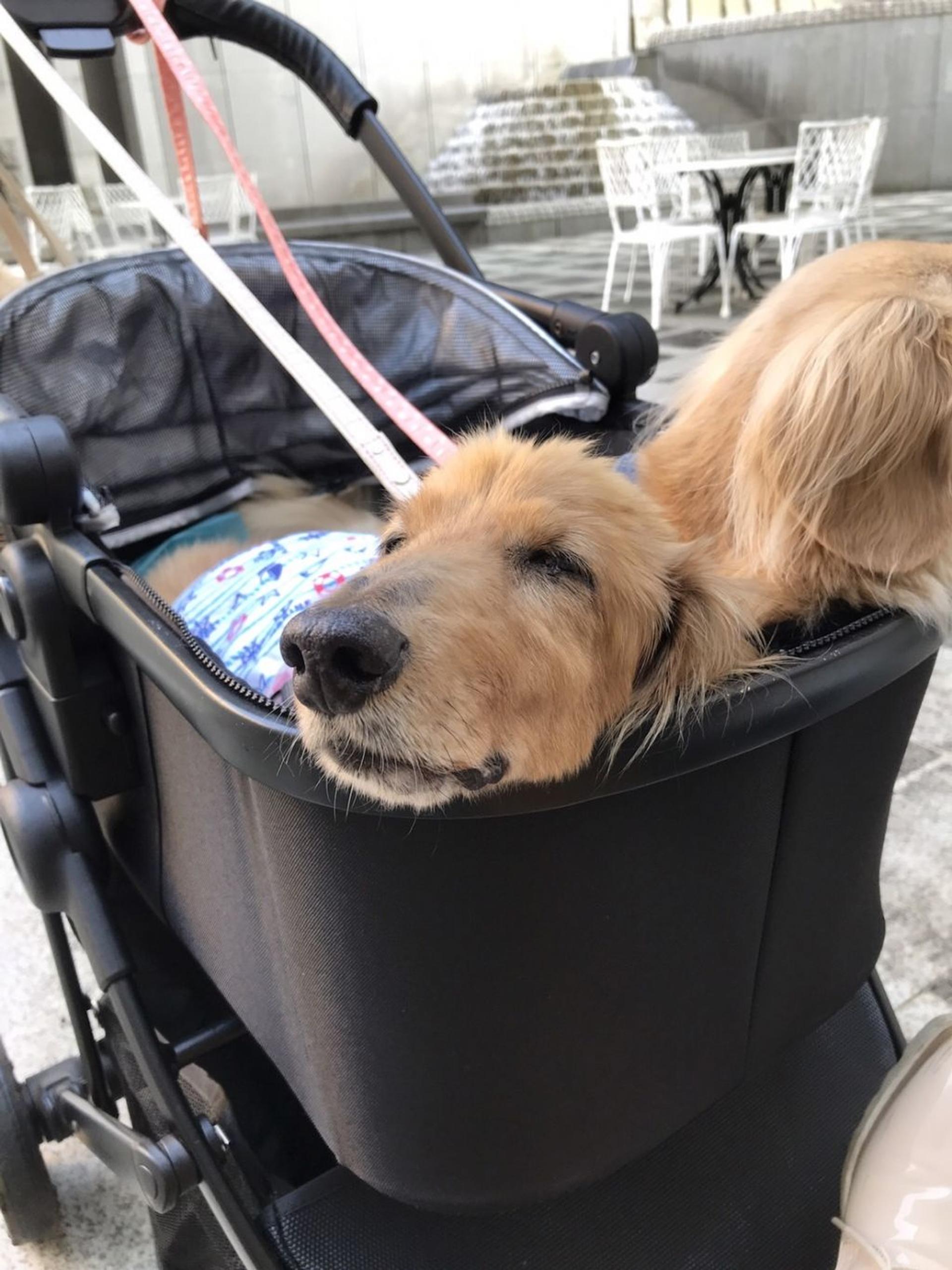 pet-image-8